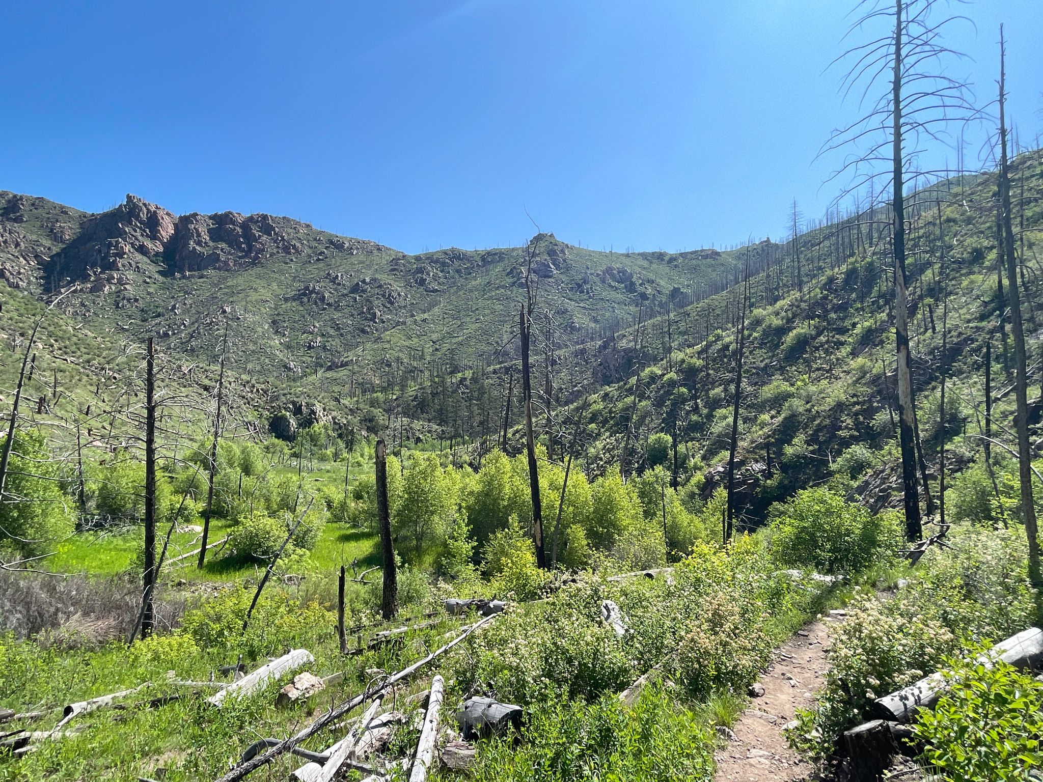 A lush green valley with many tall dead trees under a clear blue sky. - Young Gulch Trail