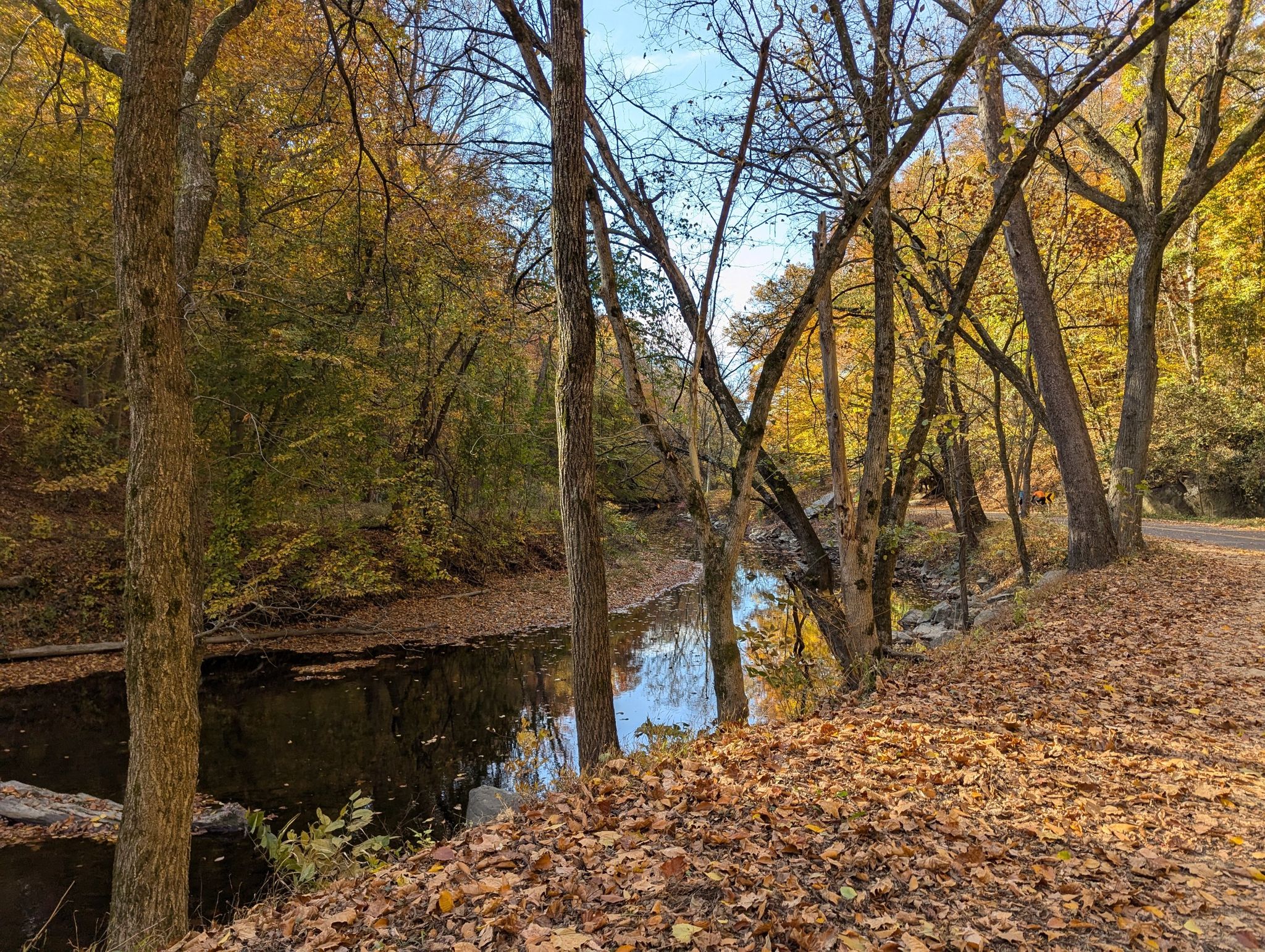A river flows past a forest floor covered in vibrant autumn leaves. - Rock Creek Park – Rock Creek loop from Tenleytown–AU