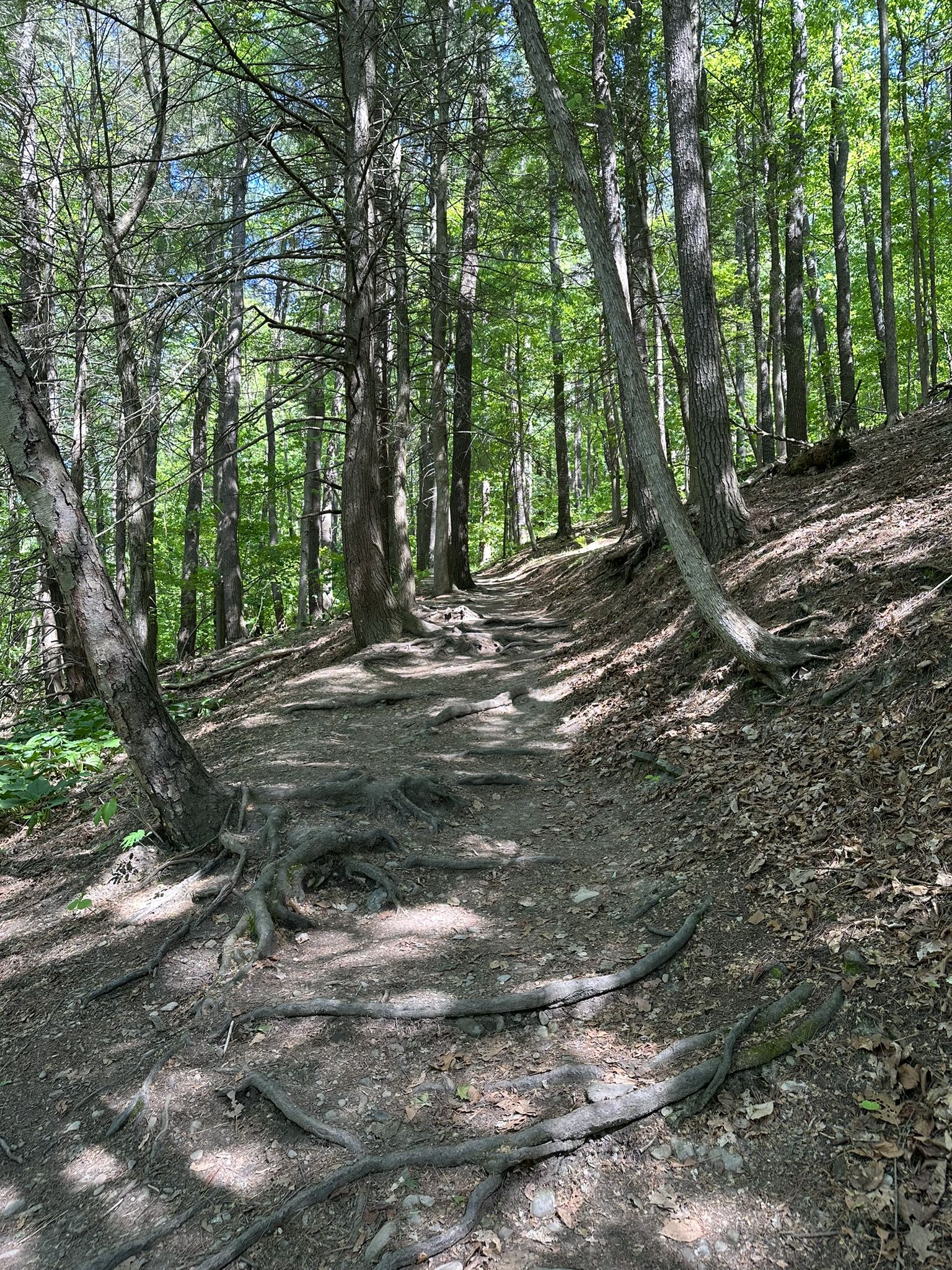 Forest trail with exposed tree roots winding through sunlit green trees. - Buttermilk Falls Gorge and Rim Trail Loop