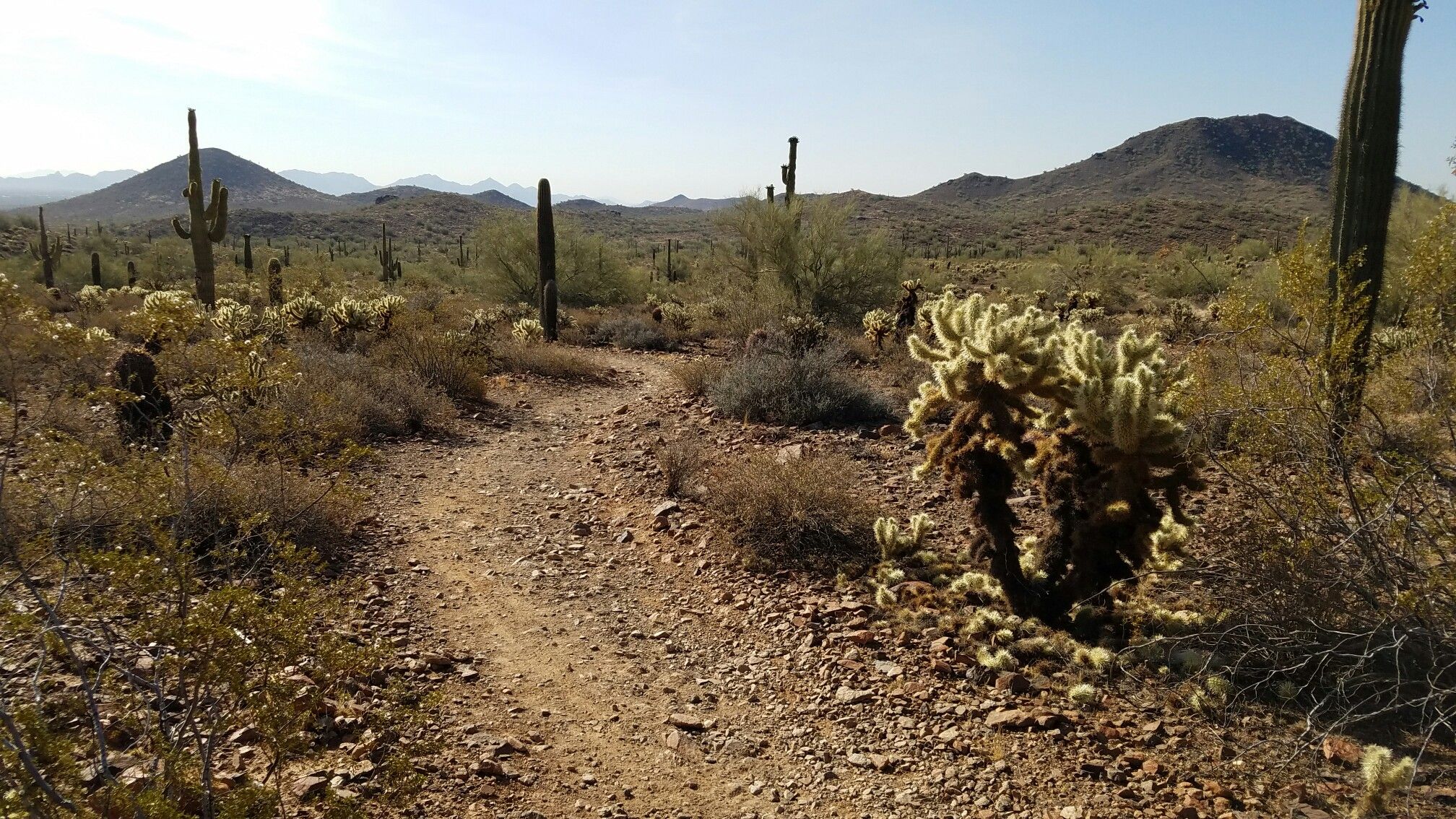 A dirt trail winds through a sunny desert with saguaro and cholla cacti. - Union Peak Loop