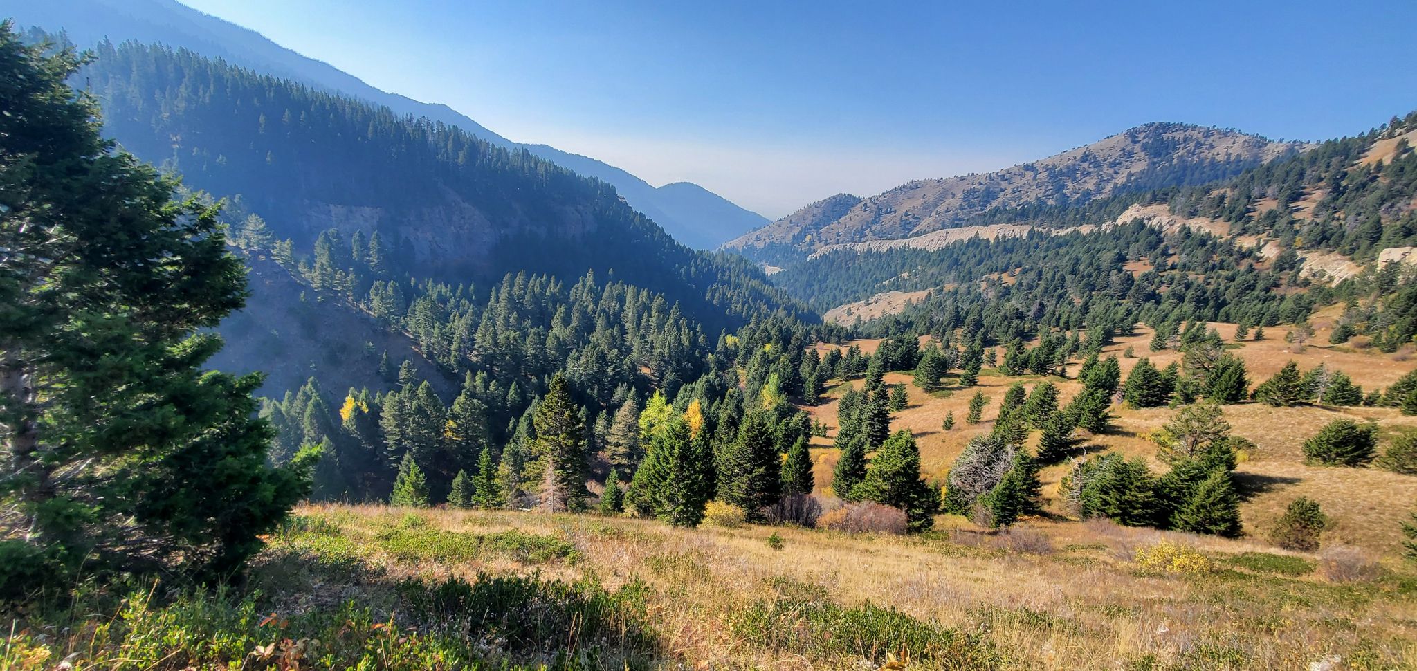 Sunny valley with dense evergreen forests and distant mountains under clear sky. - Middle Cottonwood - Saddle Peak - Sypes Canyon Loop