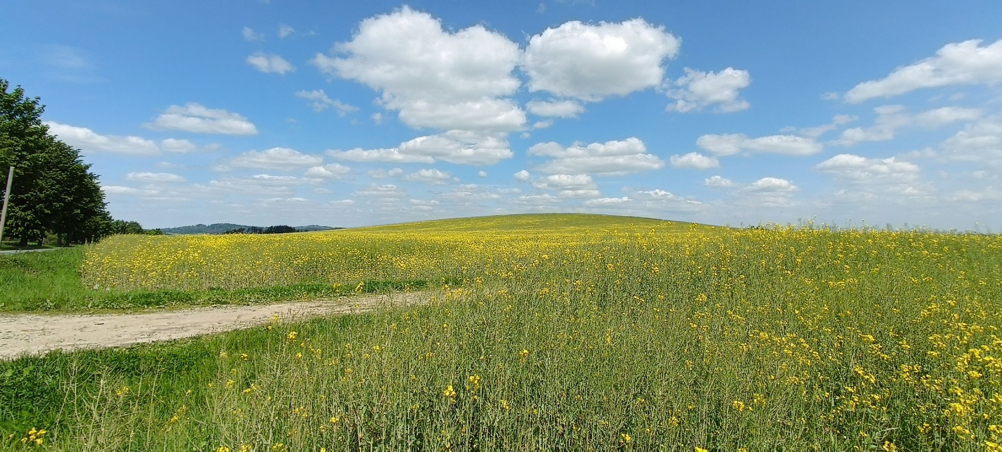 Rapsfeld irgendwo...