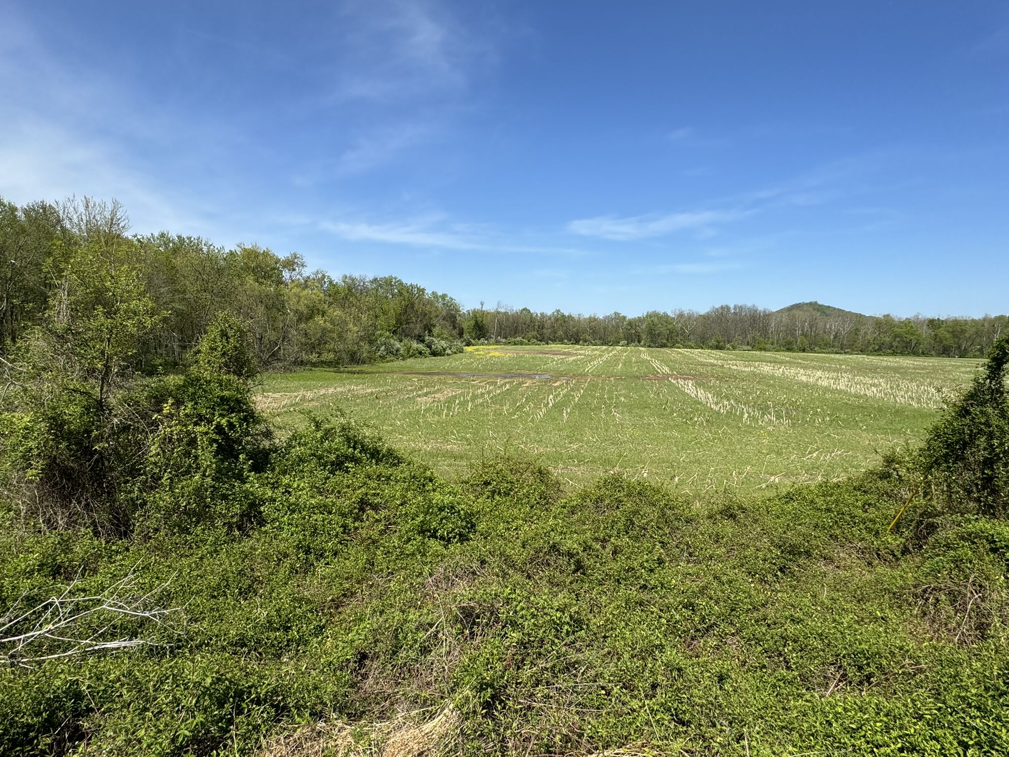 Wide green field bordered by trees under a clear blue sky. - Schuylkill River Trail – Schuylkill River Trail loop from Reading