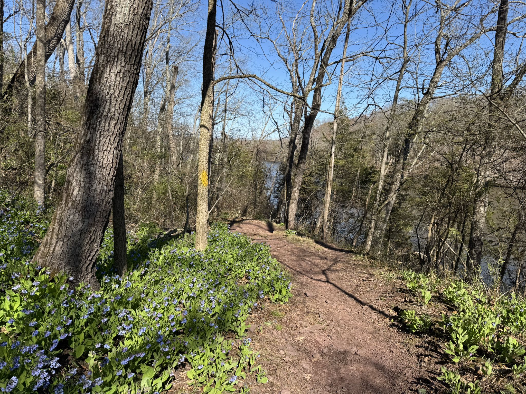 Dirt trail winding through a forest with blue wildflowers and distant lake. - Red and Honeysuckle Trail Loop