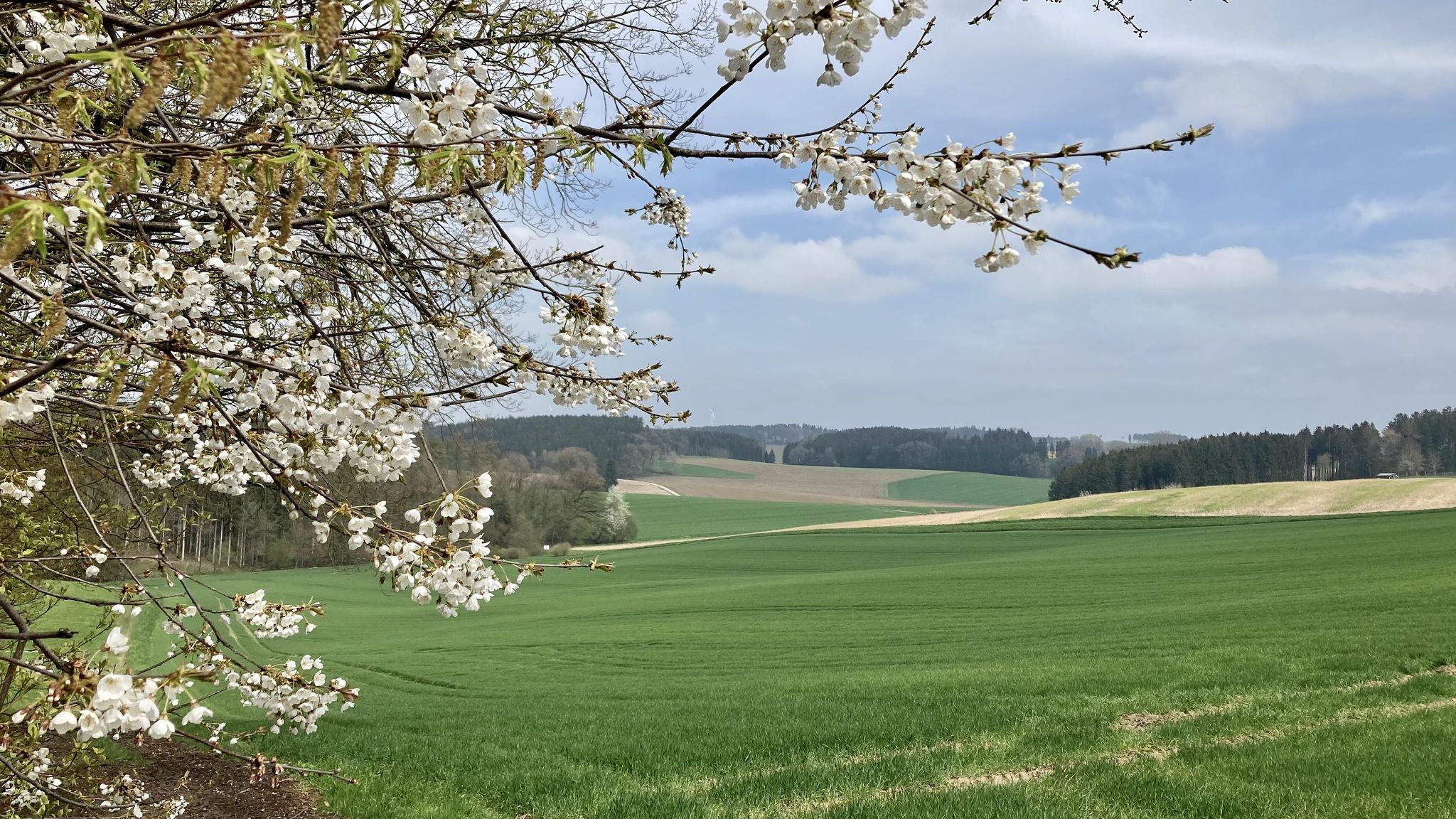 Kirschblüte bei Landmannsdorf