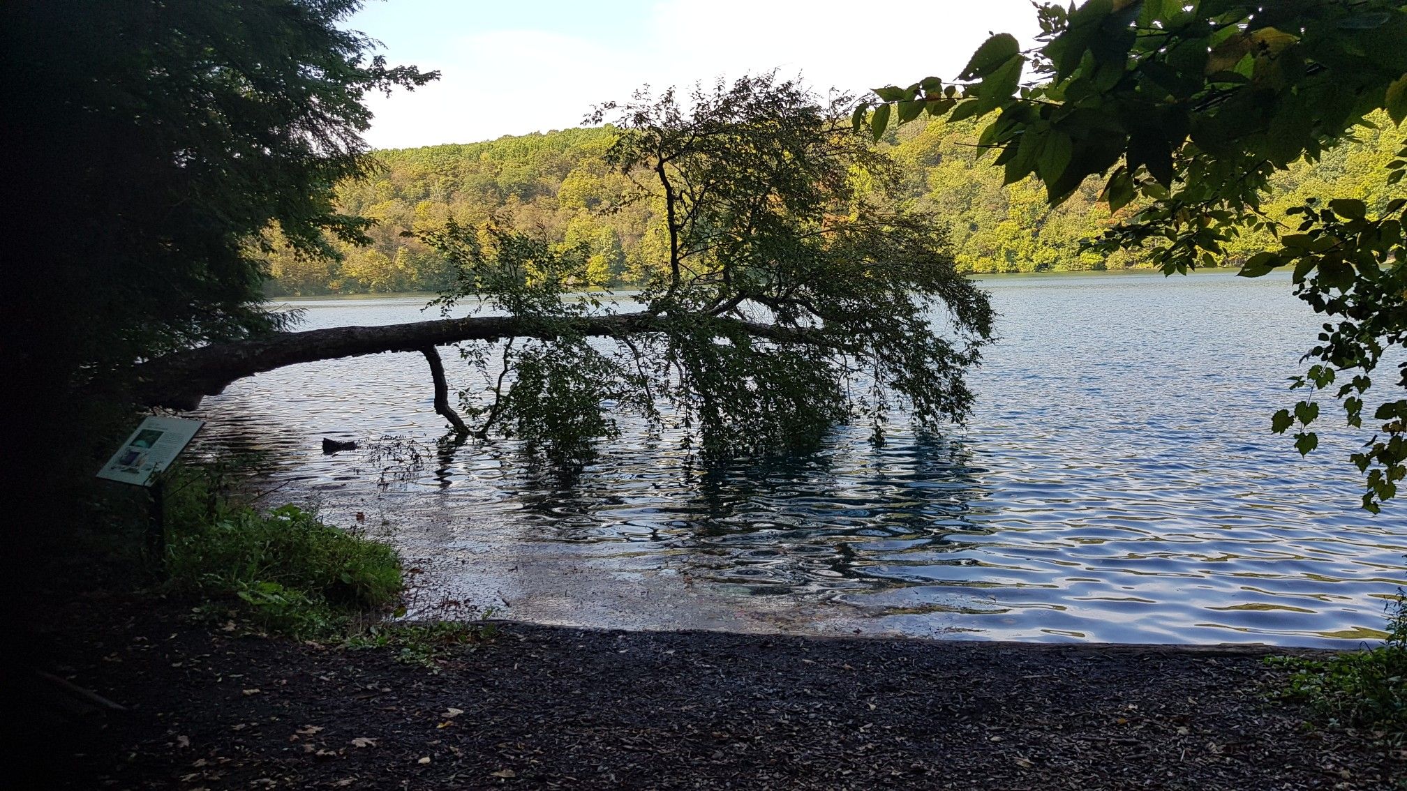 A large tree branch extends over a dark-shored lake. - Round Lake loop from Green Lakes State Park