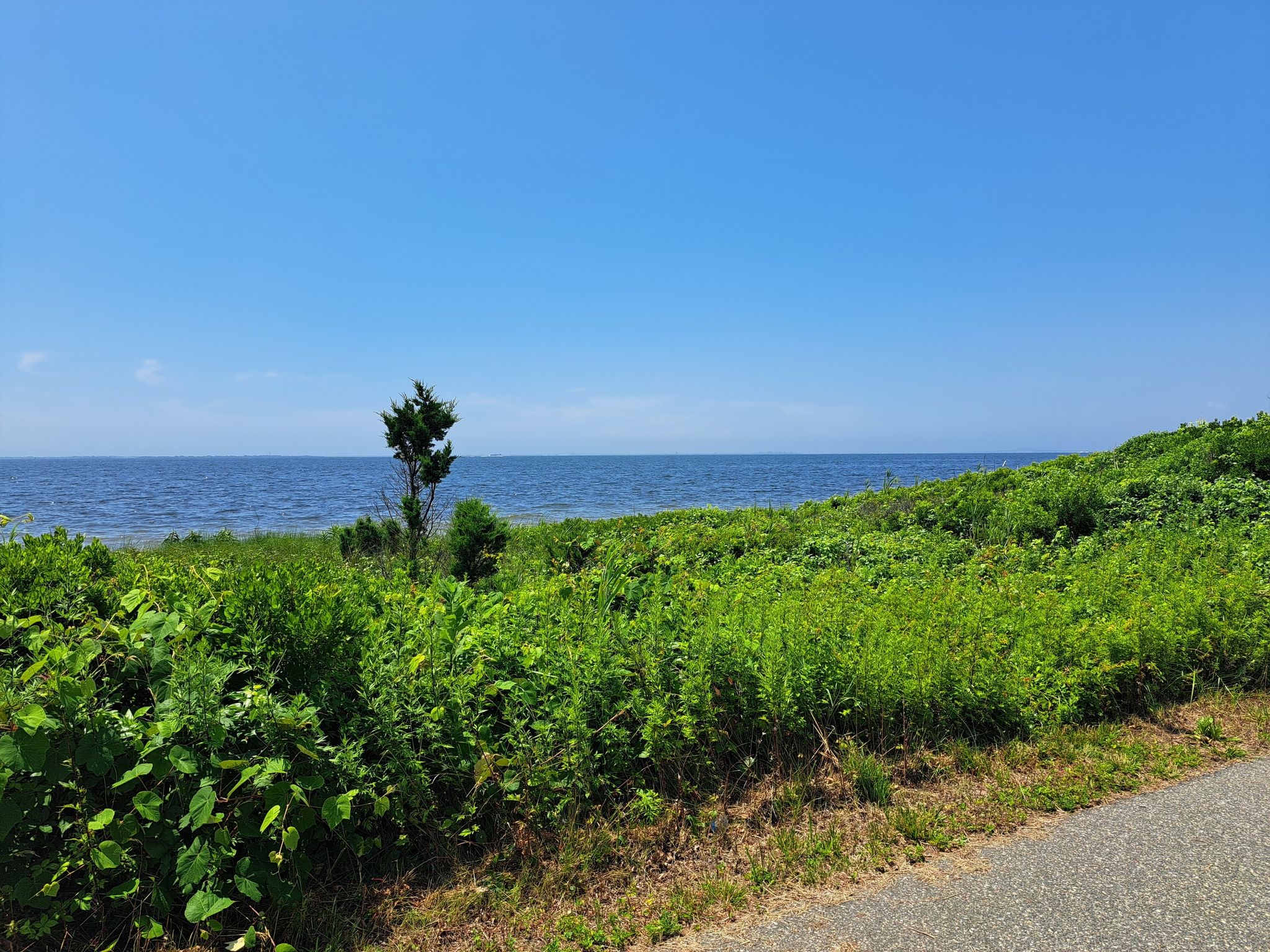 Lush green vegetation next to a paved path, overlooking a calm blue ocean. - Overlook Beach loop from Heckscher State Park