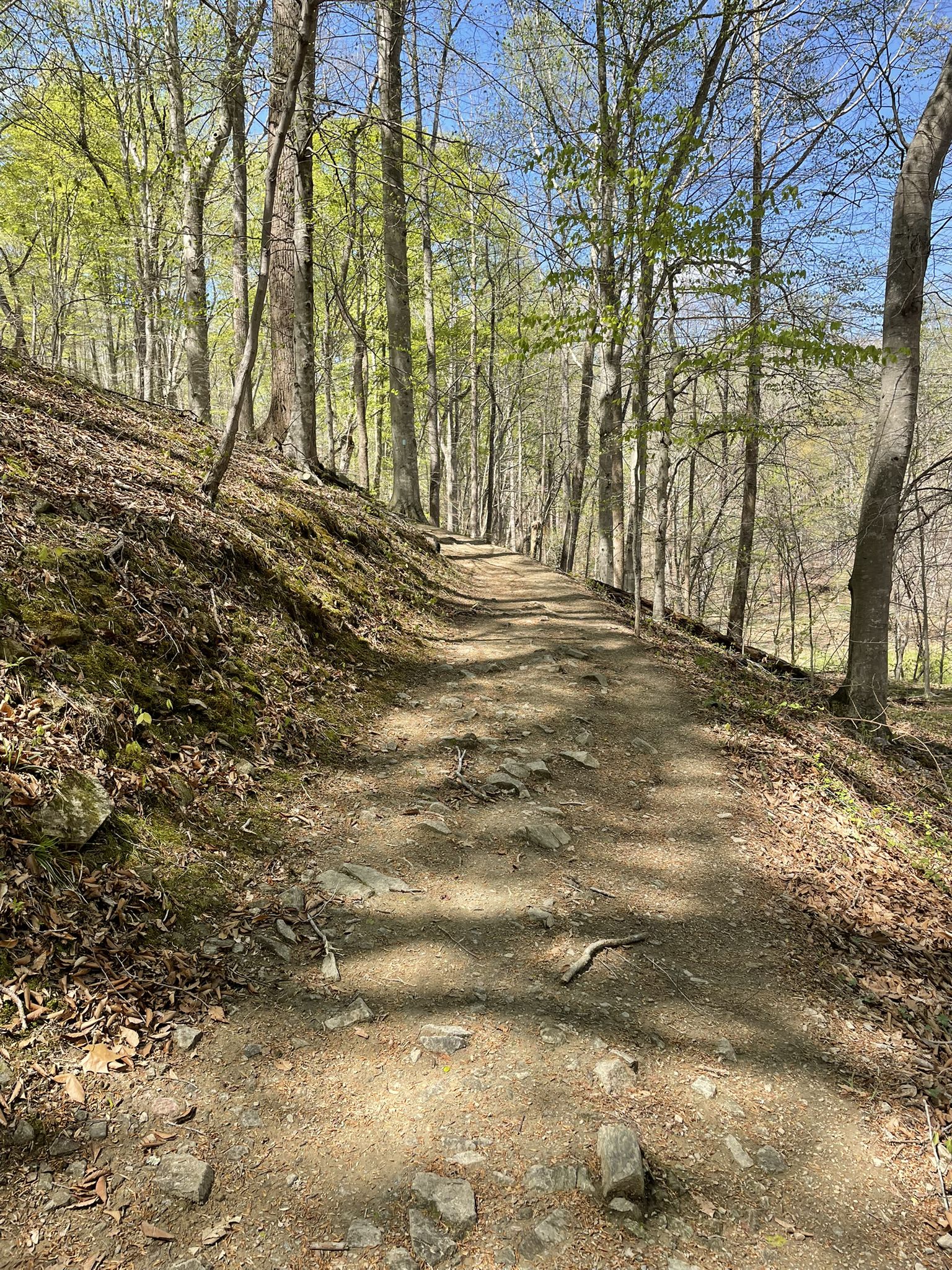 A rocky dirt path ascends a sunny, forested hillside with emerging green leaves. - Running loop from Farrs Corner