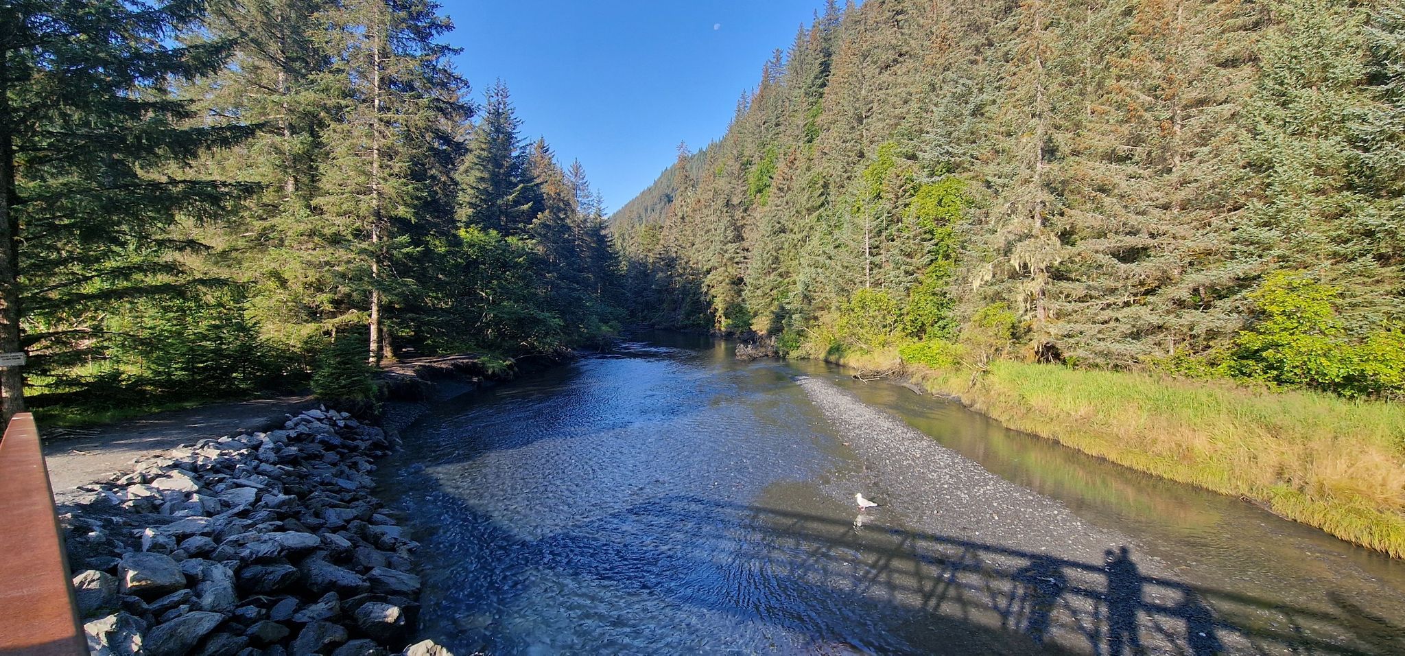 River flows through a sunny forest with tall trees and human shadows. - Tonsina Creek Trail