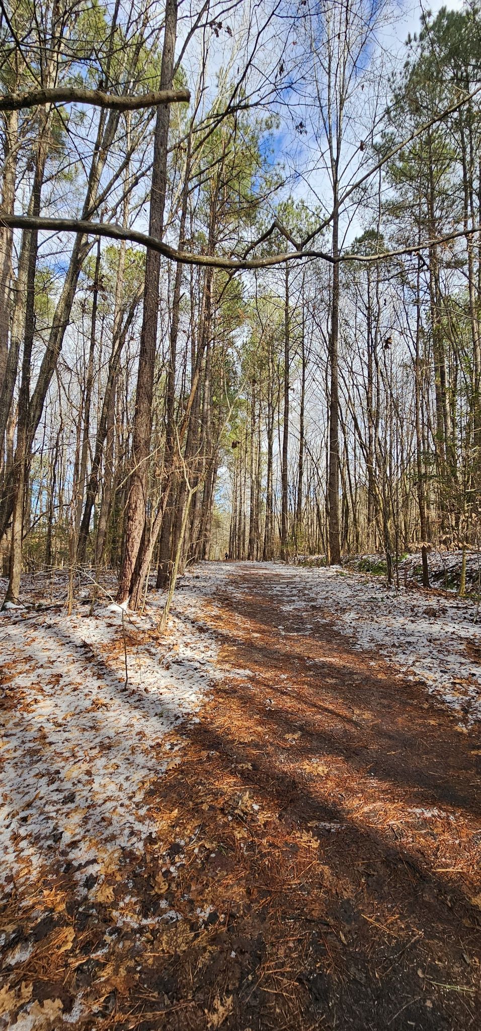 A snowy dirt path winds through a sunlit forest of tall trees. - Peninsula Trail Loop