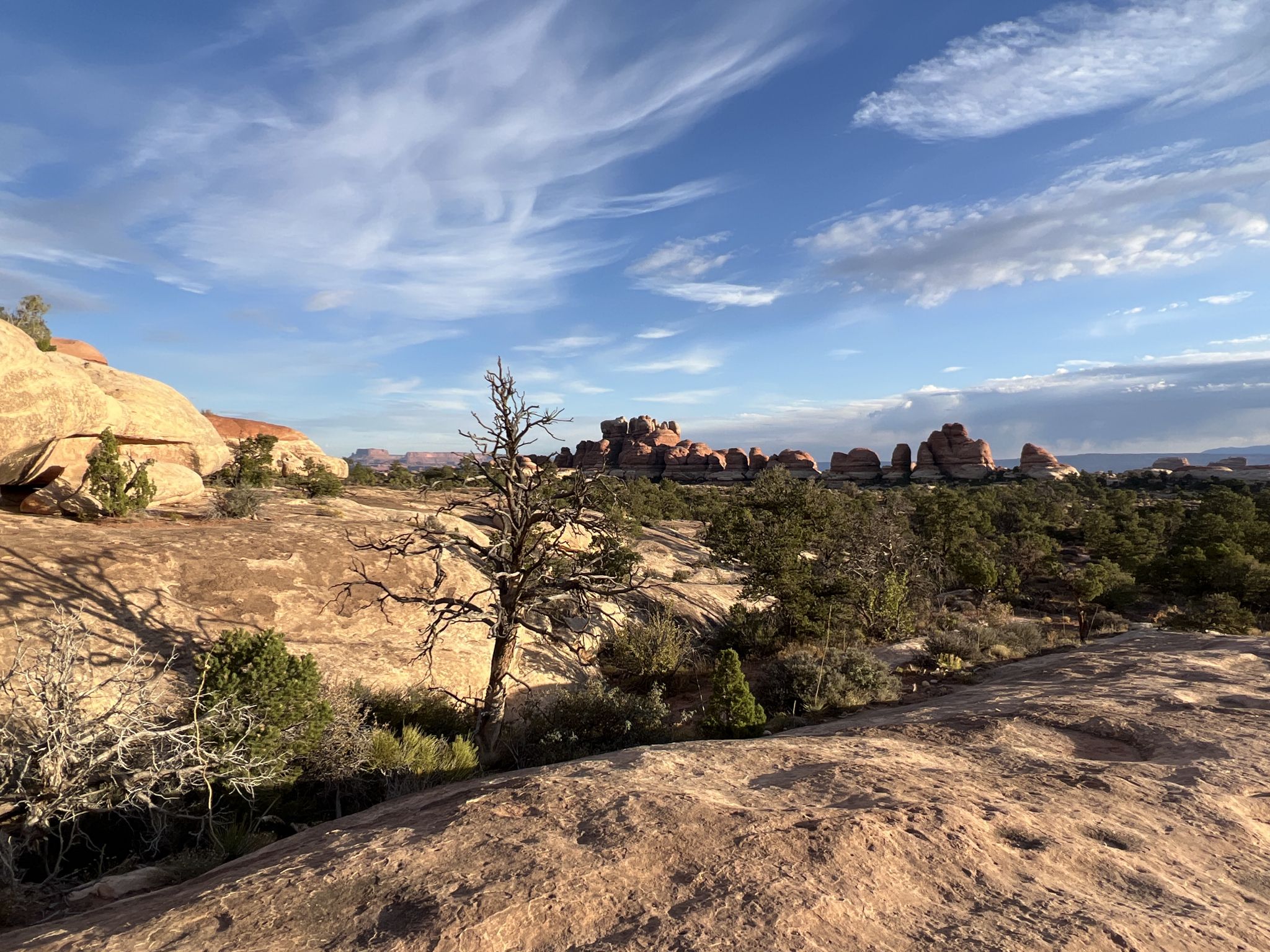 Sunny desert landscape with scattered trees and distant red rock formations. - Squaw Flat Trailhead – Distance view of Elephant Hill loop from Salt Flat Trailhead