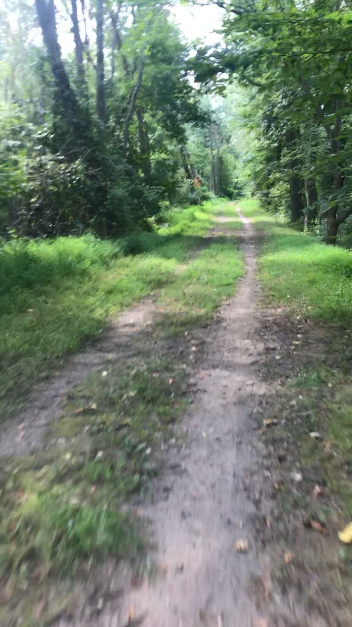 A dirt path winds through a sunlit, green forest. - New Brunswick to Raritan Riverfront Park loop