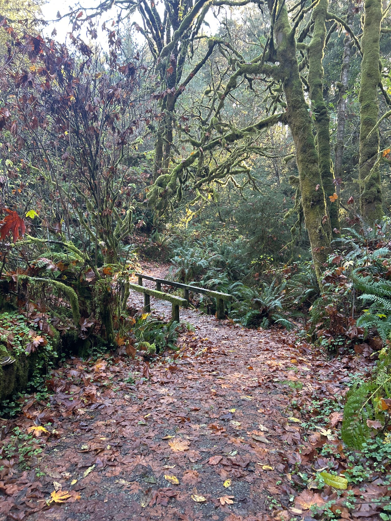 A leaf-covered forest path leads to a small wooden bridge among mossy trees. - Trinidad State Beach loop from Trinidad State Beach