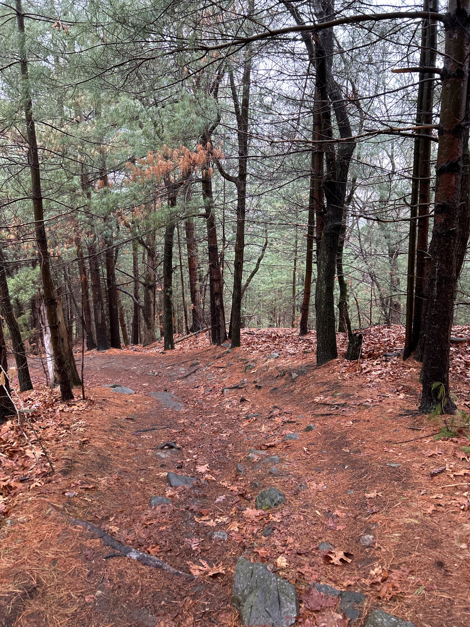 A forest path covered in brown leaves and pine needles under overcast skies. - Prospect Hill Park loop