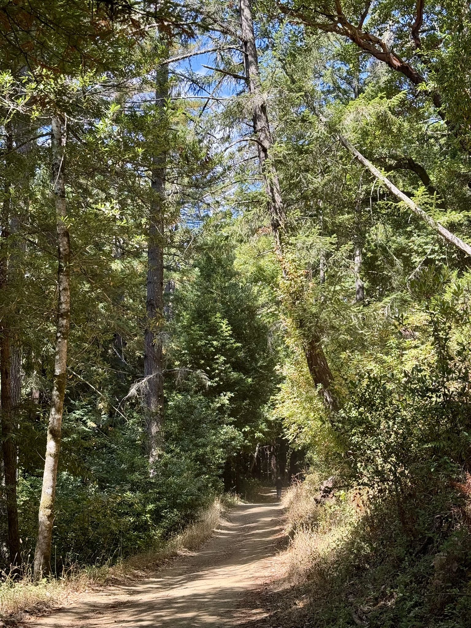 Dirt path winding through a dense forest with tall trees and dappled sunlight. - Bear Gulch and Alambique Trail Loop