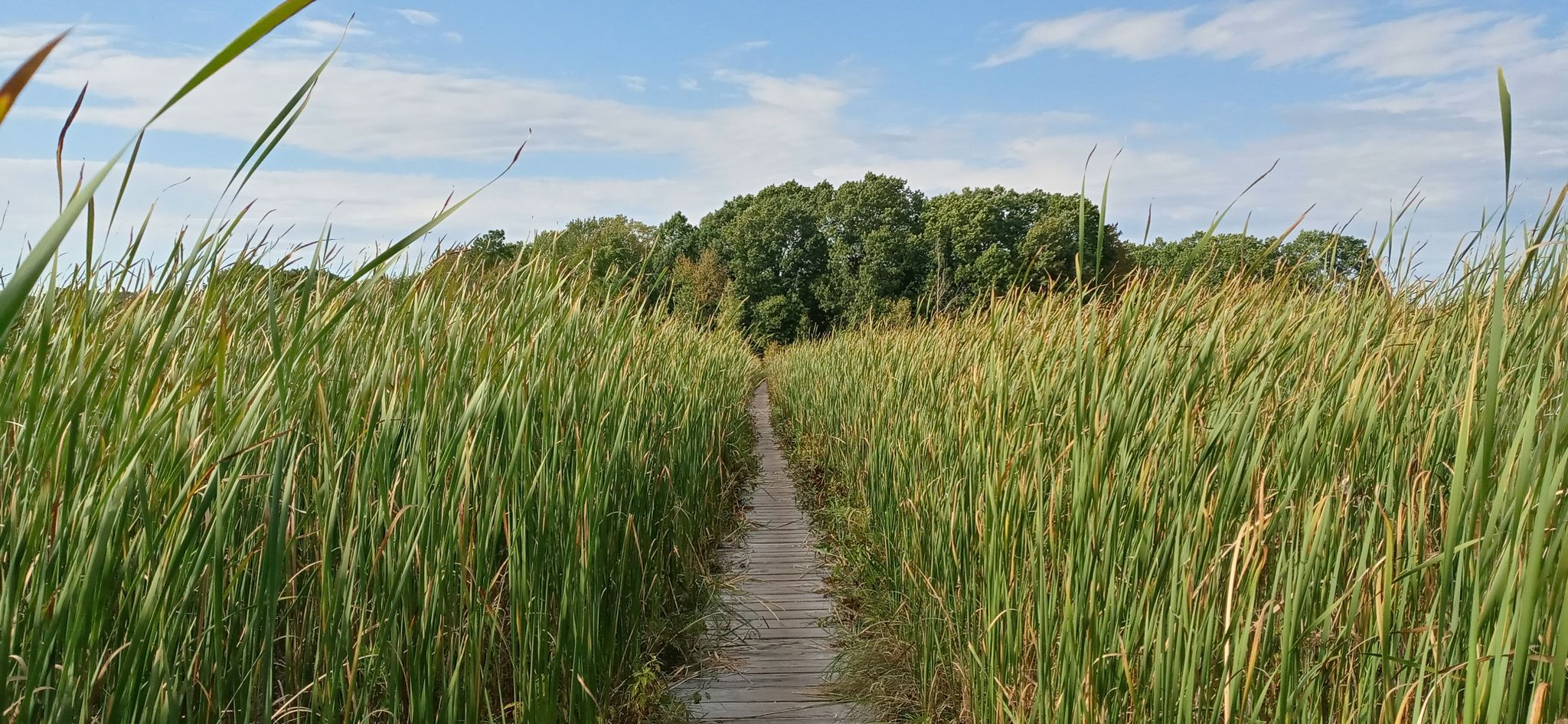 Wooden boardwalk path through tall green reeds under a blue sky. - Blue Heron Trail Loop