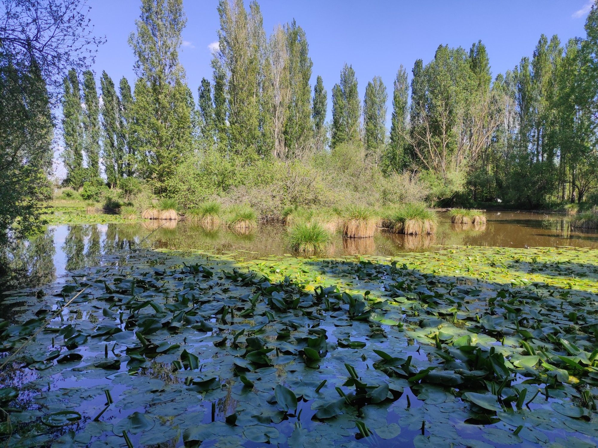 Étang aux grenouilles 🐸