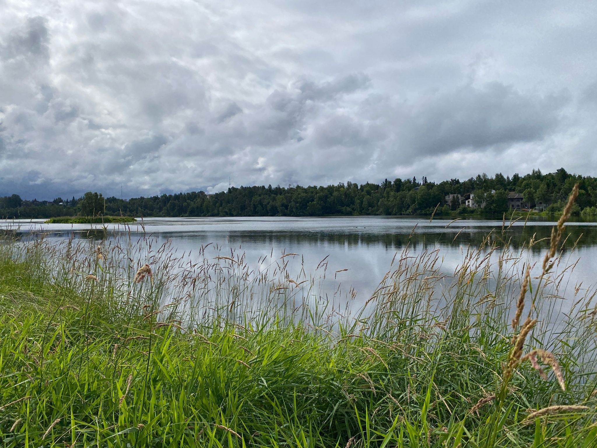 Overcast lake view with dense forest shore and tall green grass foreground. - Ship Creek and Chester Creek Trail Loop
