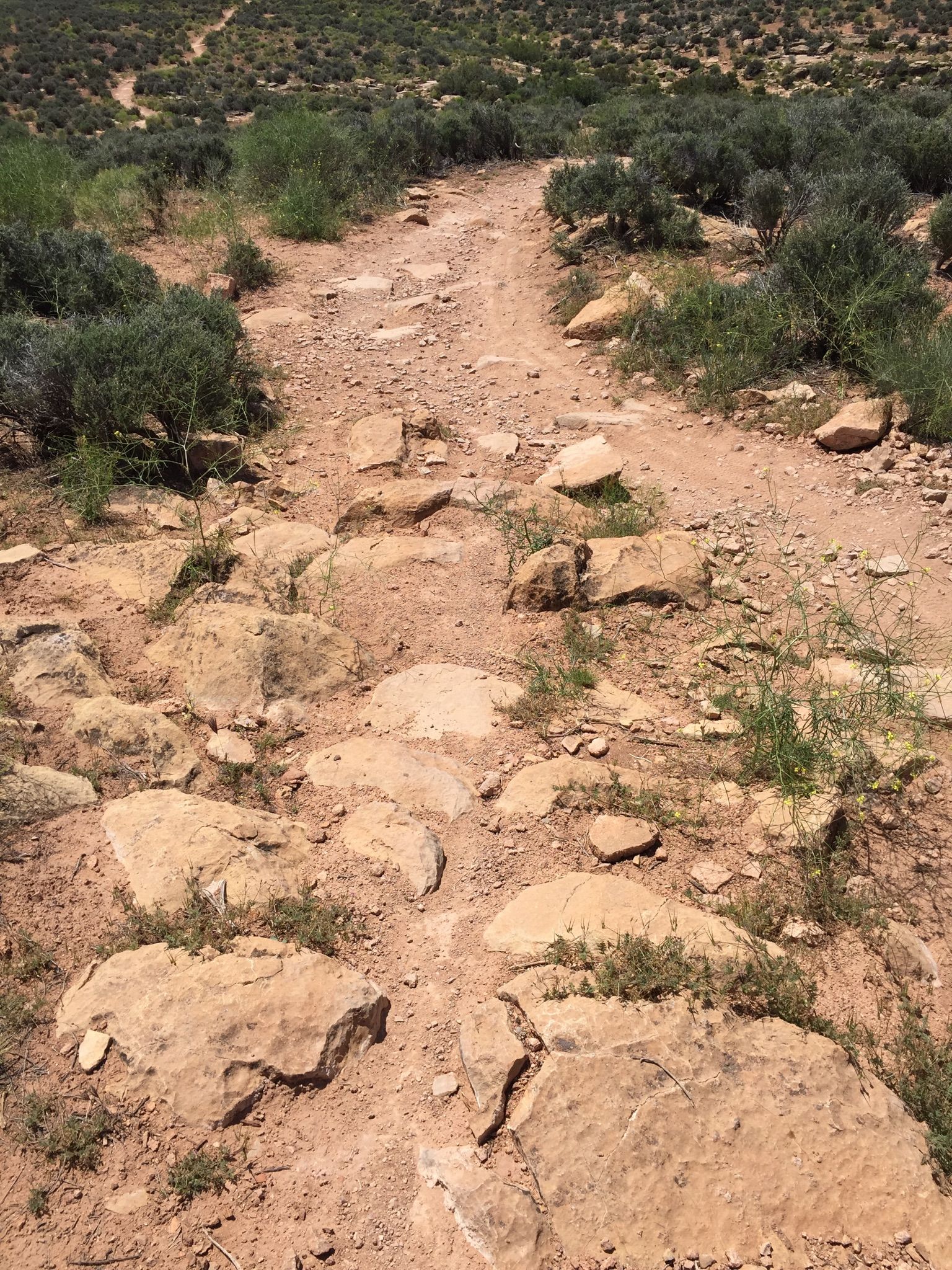 A sunlit, rocky dirt trail through dry, green-shrub landscape. - JEM, Goosebumps, and Hurricane Rim Loop