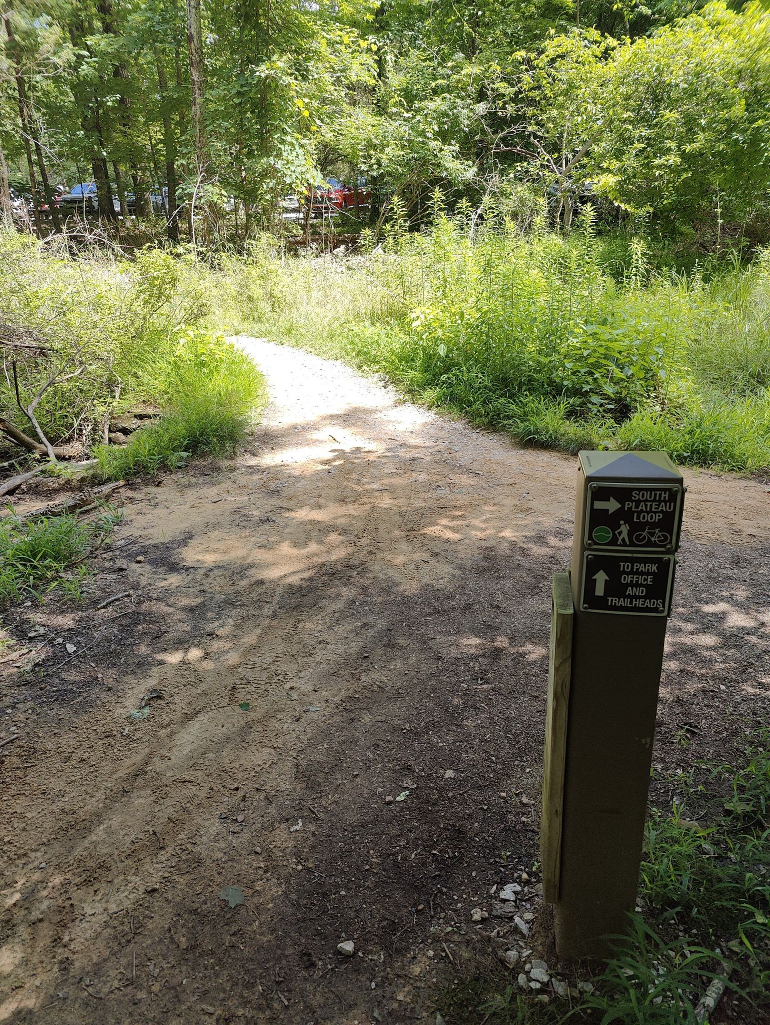 A dirt trail forks, marked by a signpost in a sunny, overgrown forest. - Japanese Tea Garden – Monte Sano Fire Tower loop from Monte Sano State Park