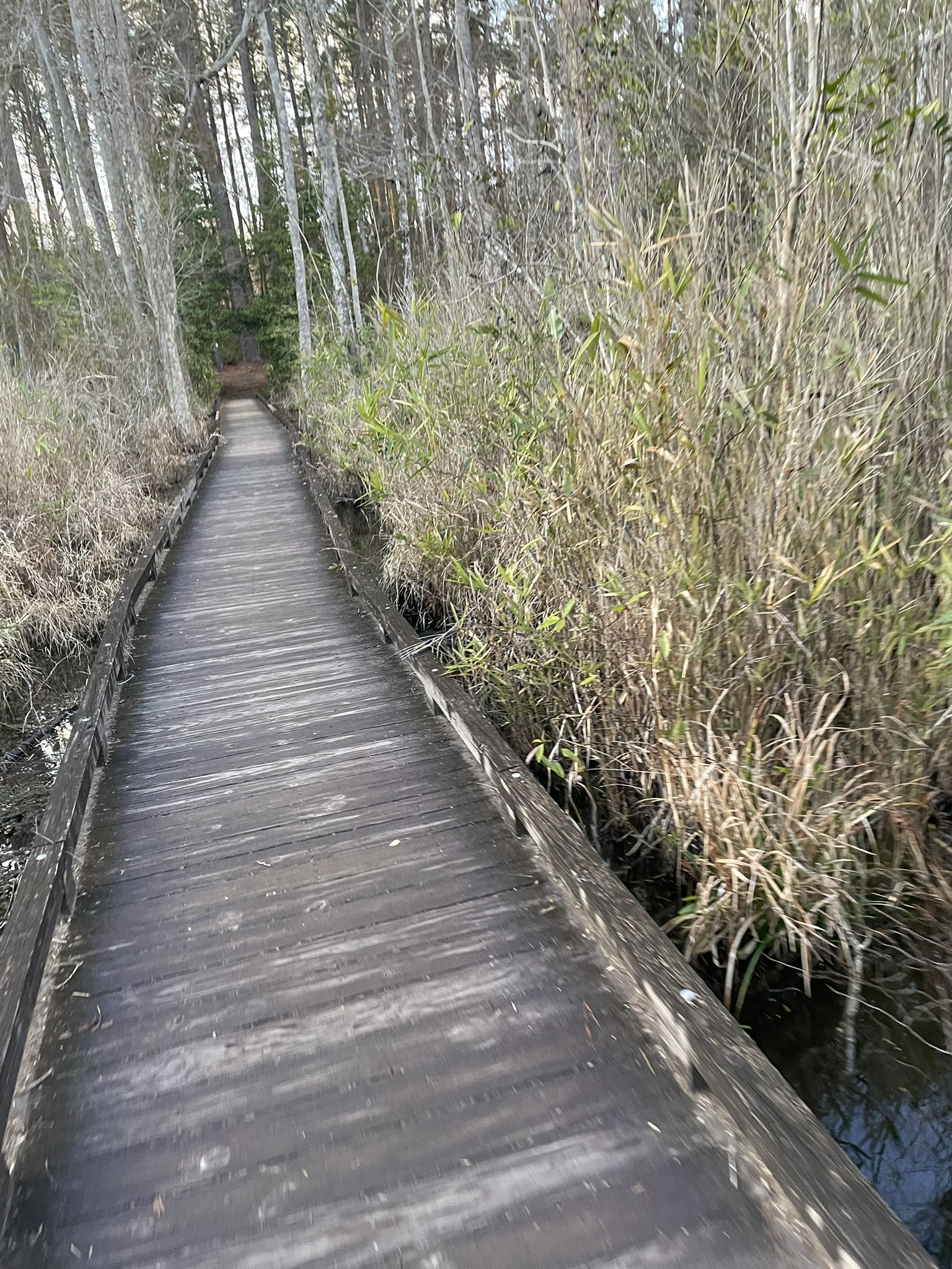 Wooden boardwalk through a marshy forest with tall reeds. - Sandhills Hiking Trail