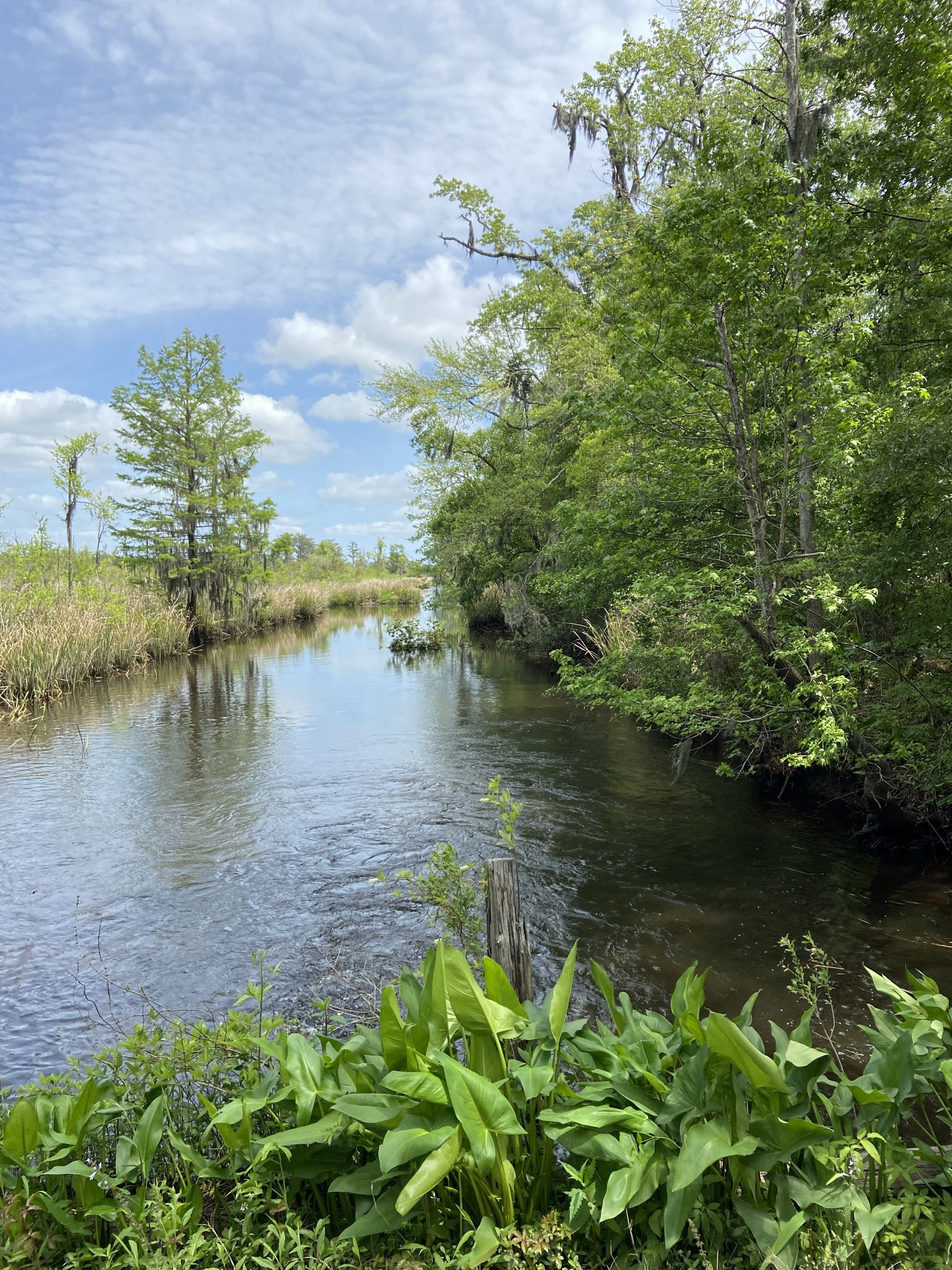 Calm river flows between dense green trees and marshland on a bright day. - Running loop from Richmond Hill
