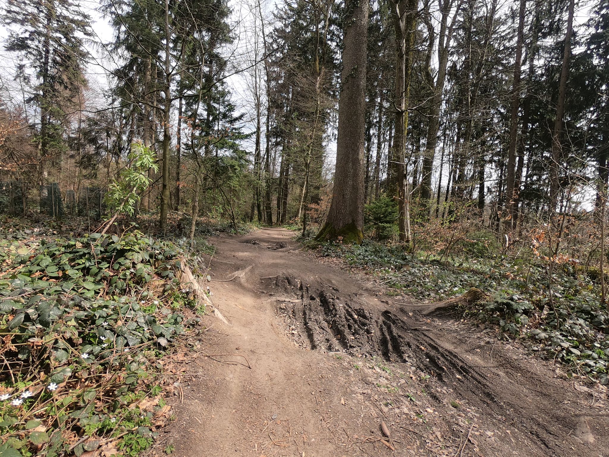 Altberg Trail