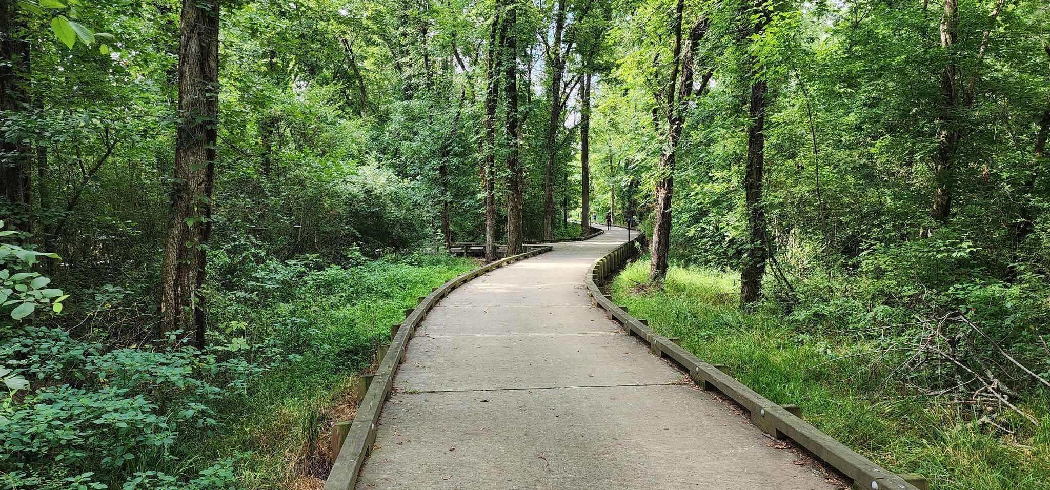Paved path curving through a dense, lush green forest in bright daylight. - Mallard Creek Greenway – Mallard Creek Greenway loop from Belle Haven