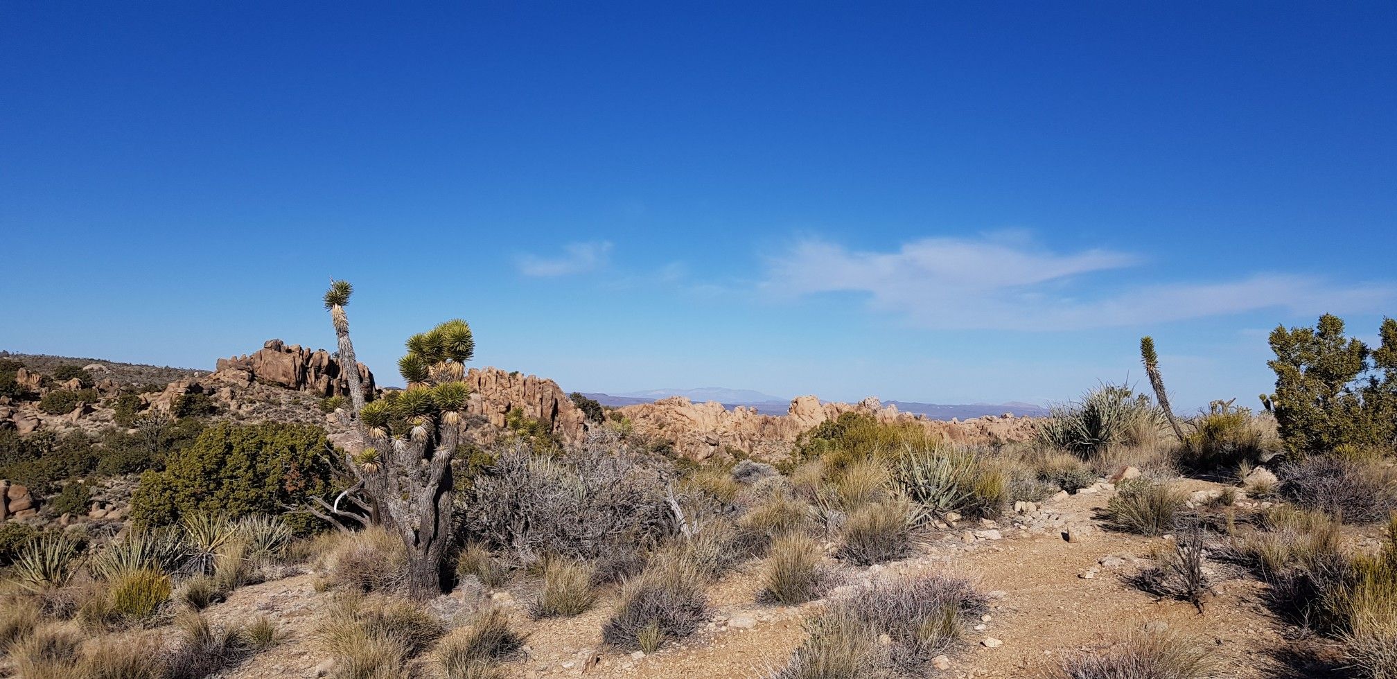 Desert landscape with Joshua trees and shrubs under a clear blue sky. - Teutonia Peak Trail
