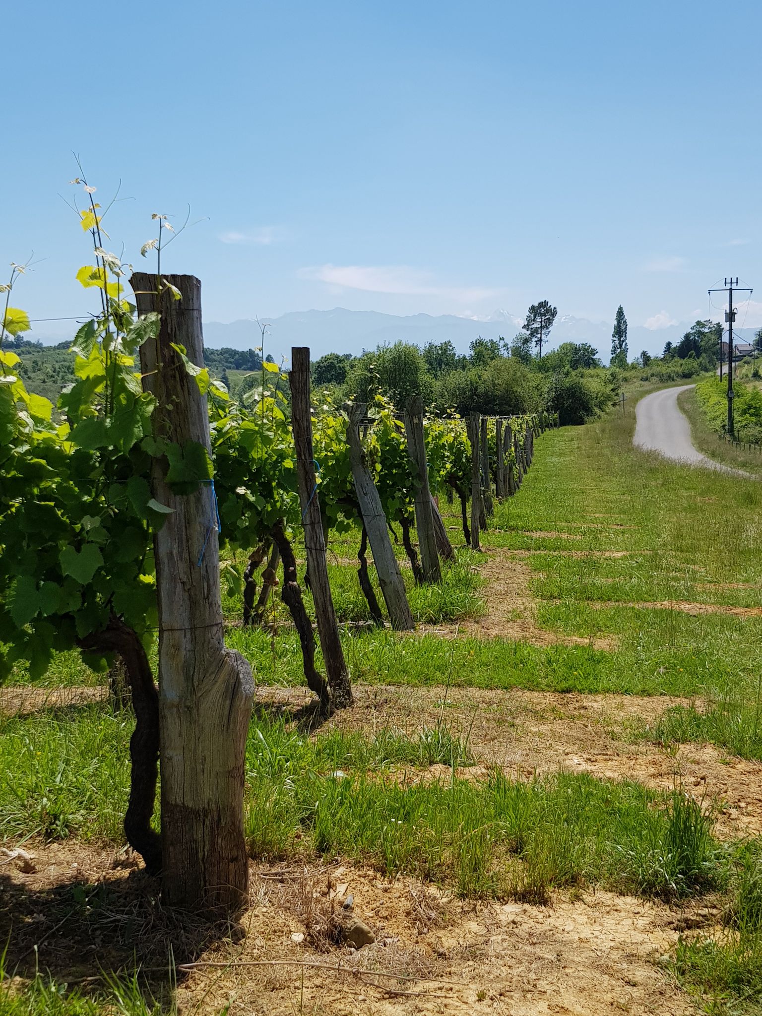 Toujours du Jurançon...dans les vignes...
