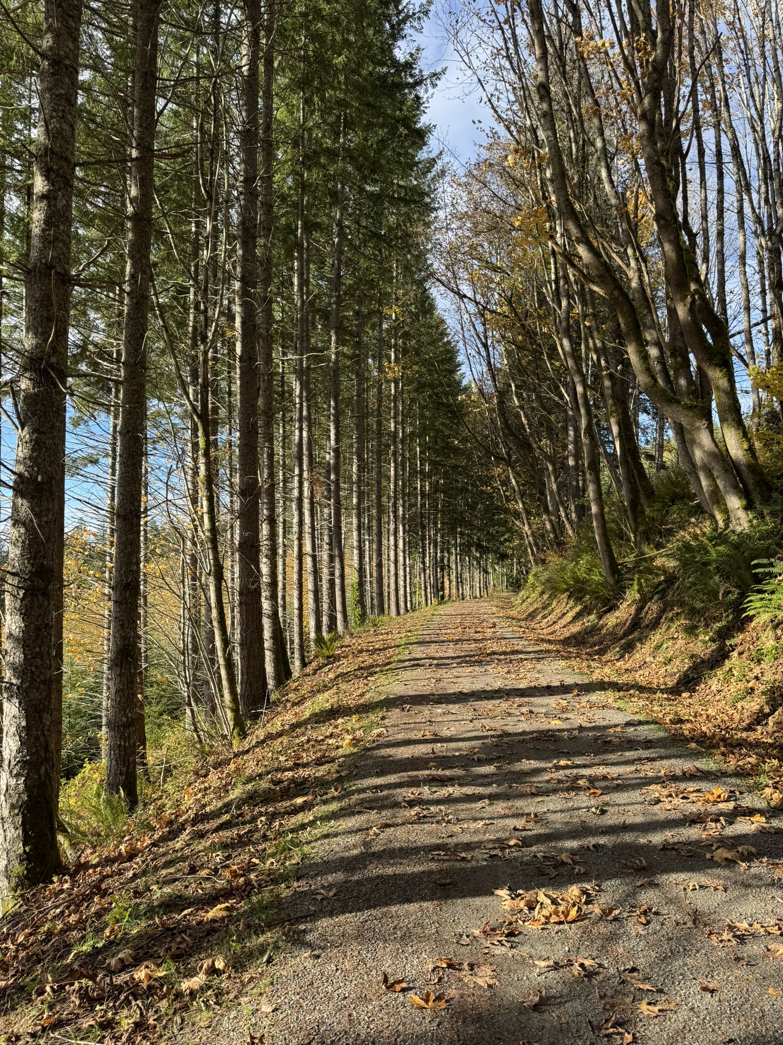 Dirt path through tall forest trees with dappled sunlight. - Tokul Creek Trestle – Snoqualmie Valley Trail loop from Fall City