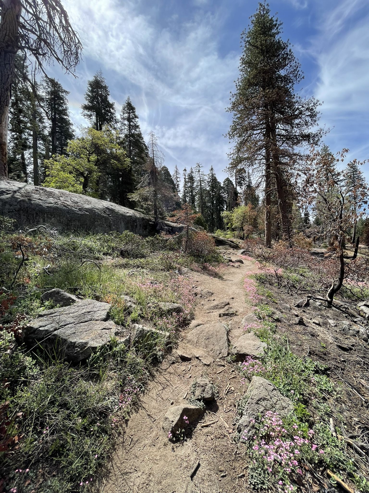 Dirt path winding through a forest with sparse trees and small pink flowers. - Bear Hill and Moro Rock Loop Trail