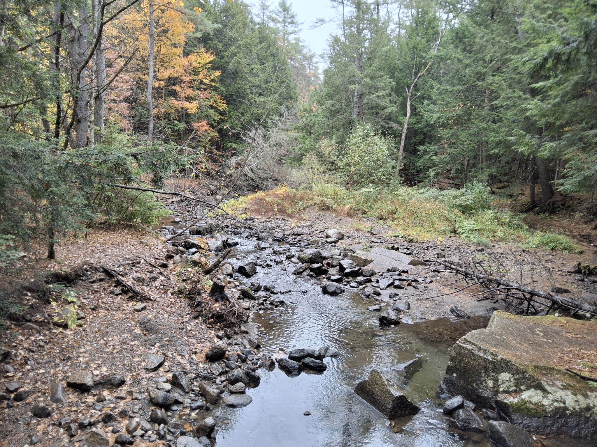 Rocky stream bed in a forest with autumn foliage under an overcast sky. - Trout Brook and Wheelock Trail Loop