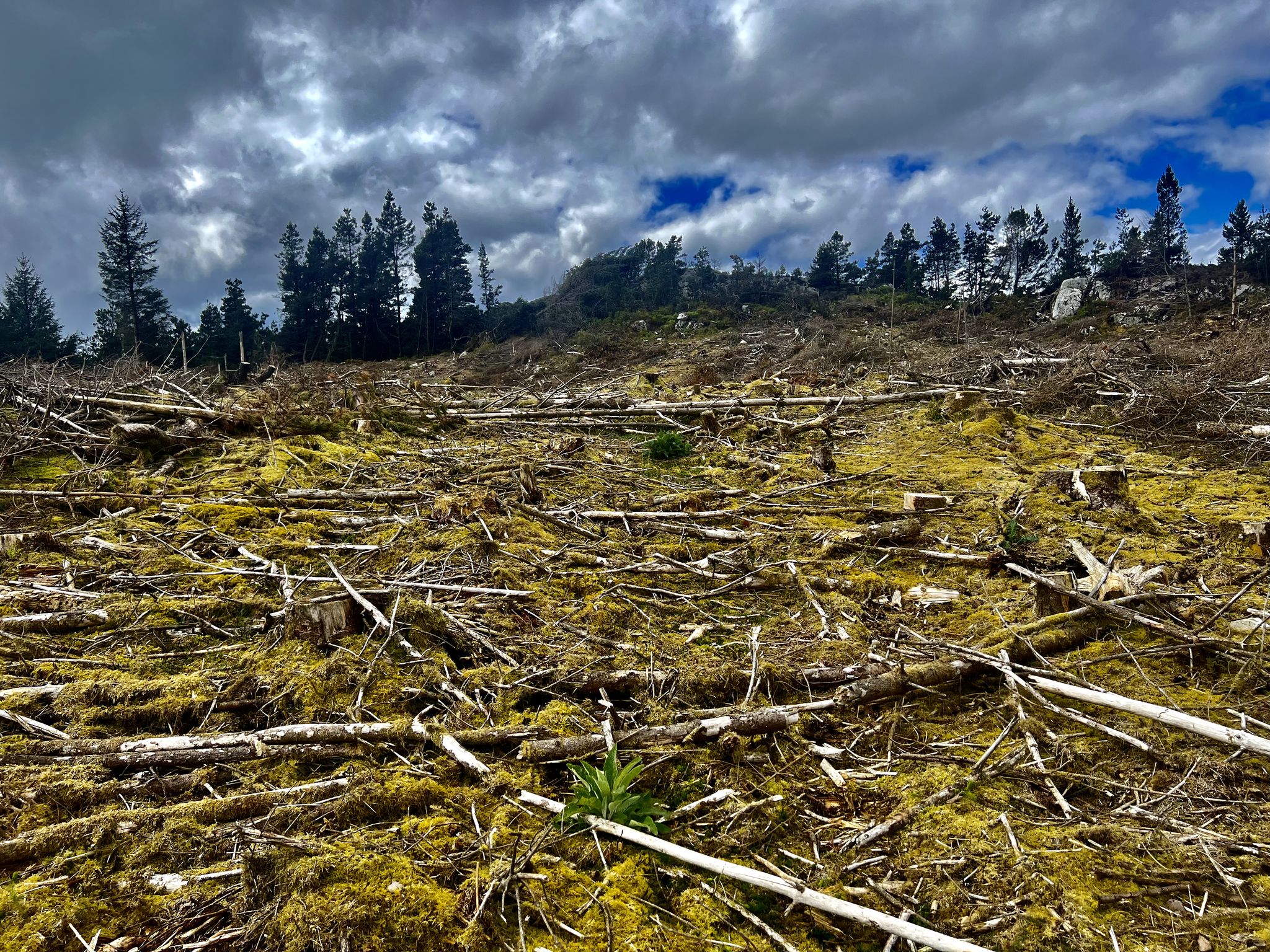 the felled tree summit area