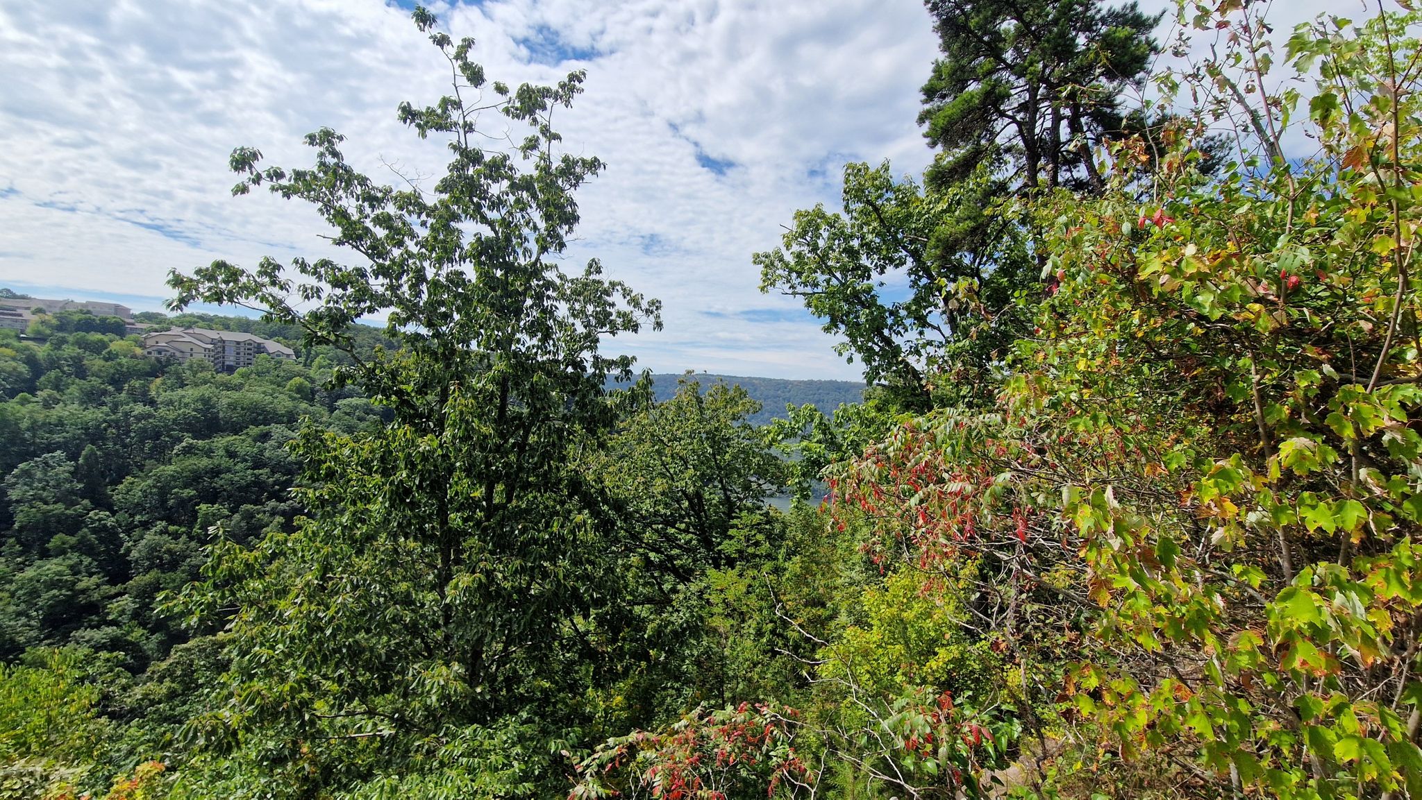 Dense green forest canopy under a cloudy sky, with distant hills. - Edward's Point Trail