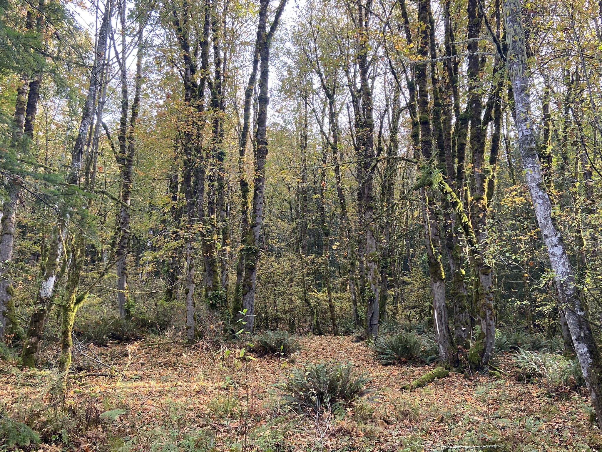 Bright forest with tall, slender trees and yellow leaves covering the ground. - High School Trail – Around the Lake Trail loop from Issaquah High School