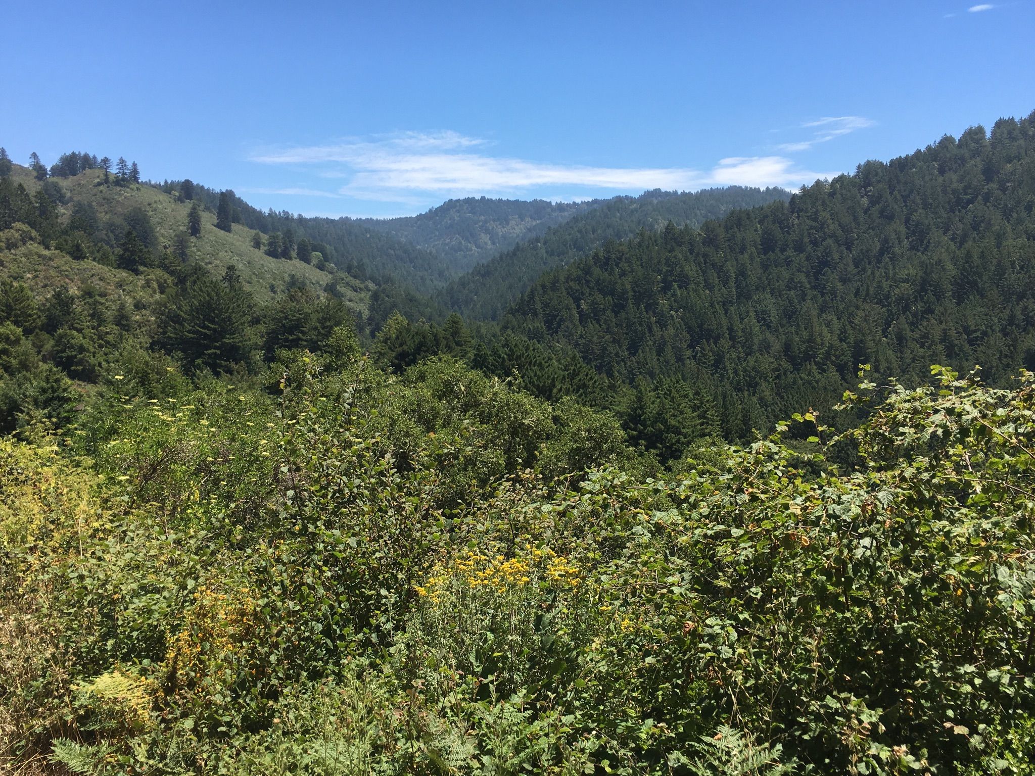 Expansive view of lush green forested hills and valleys under a clear blue sky. - North Ridge Trail and Pillar Point Overlook Loop