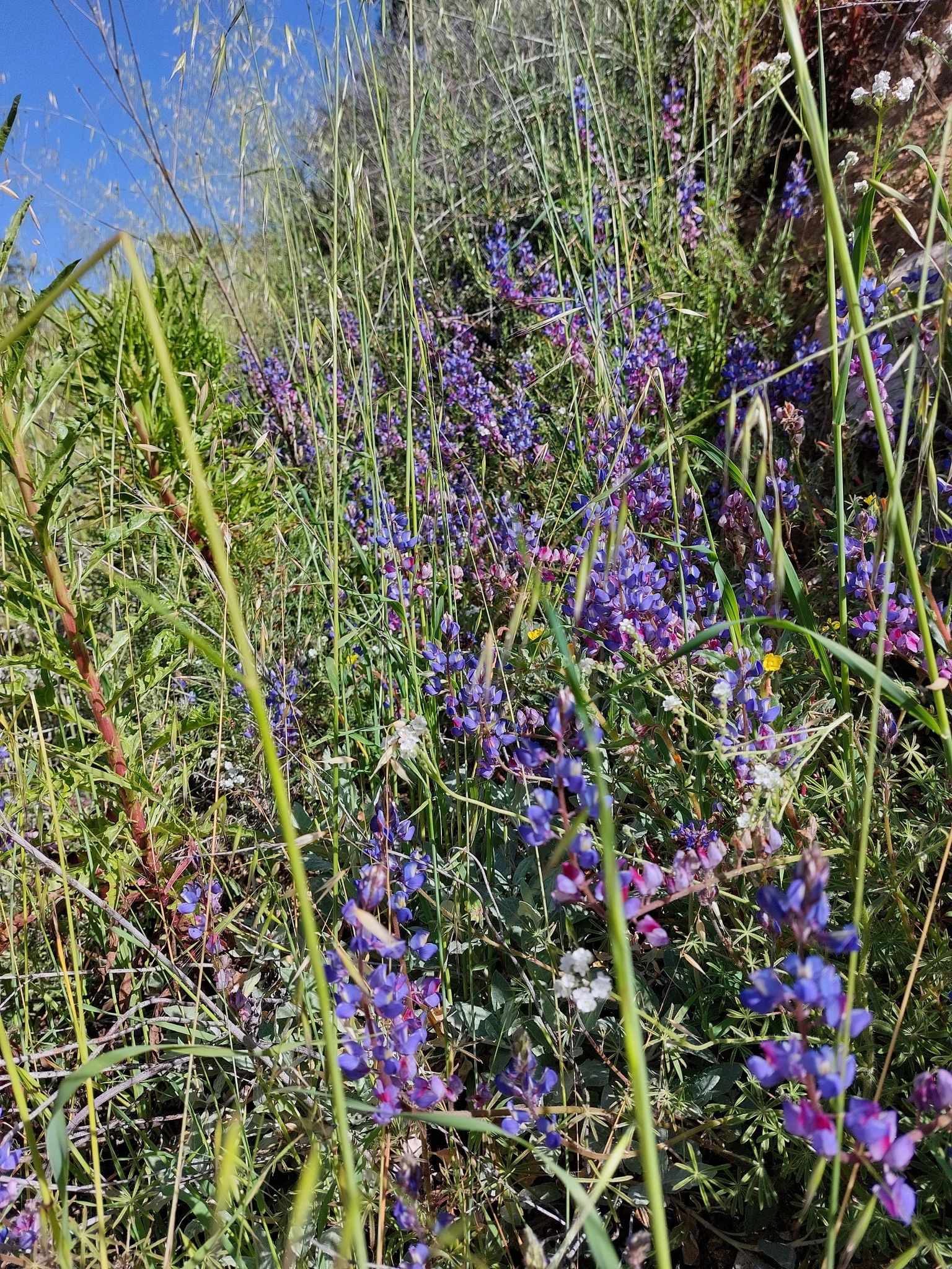 Close-up of vibrant purple wildflowers blooming among tall green grasses. - Potato Mountain Trail from Claremont Wilderness Park