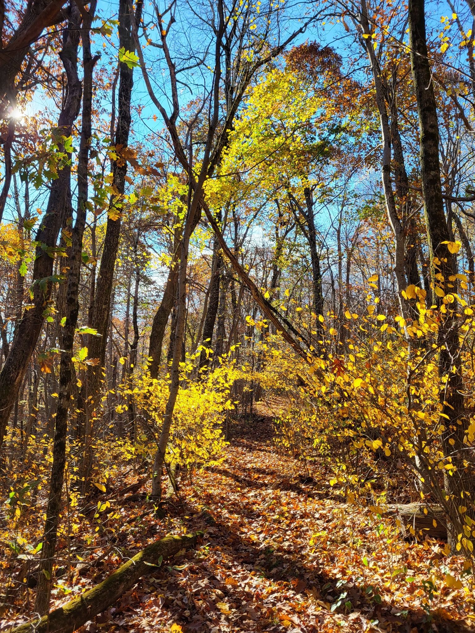 Sunlit forest path covered in golden autumn leaves and bright yellow trees. - Saddleback Mountain Loop