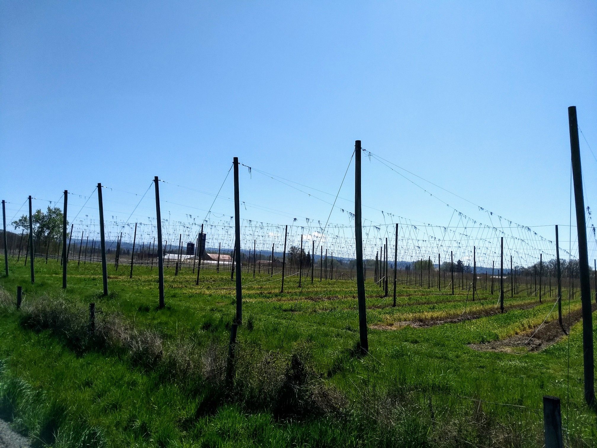 Sunny field with tall poles and wires under a clear blue sky. - Keizer to Gallon House Covered Bridge loop
