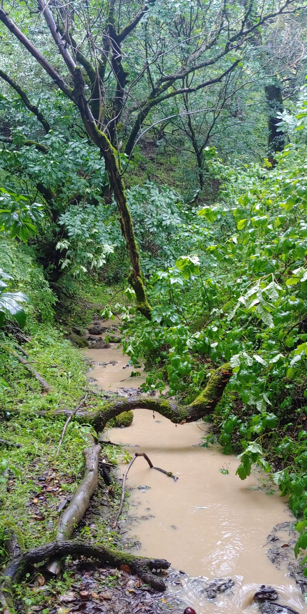 Muddy stream flowing through a dense, green forest with mossy trees. - Nob Hill – View from Maisie's Peak loop from Picchetti Ranch Open Space Preserve