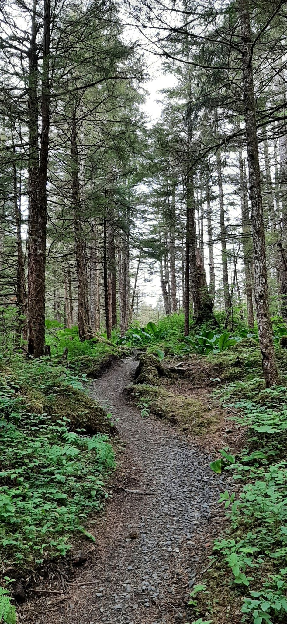 A narrow dirt path winds through a dense forest of tall evergreen trees and ferns. - Treadwell Ditch Trail