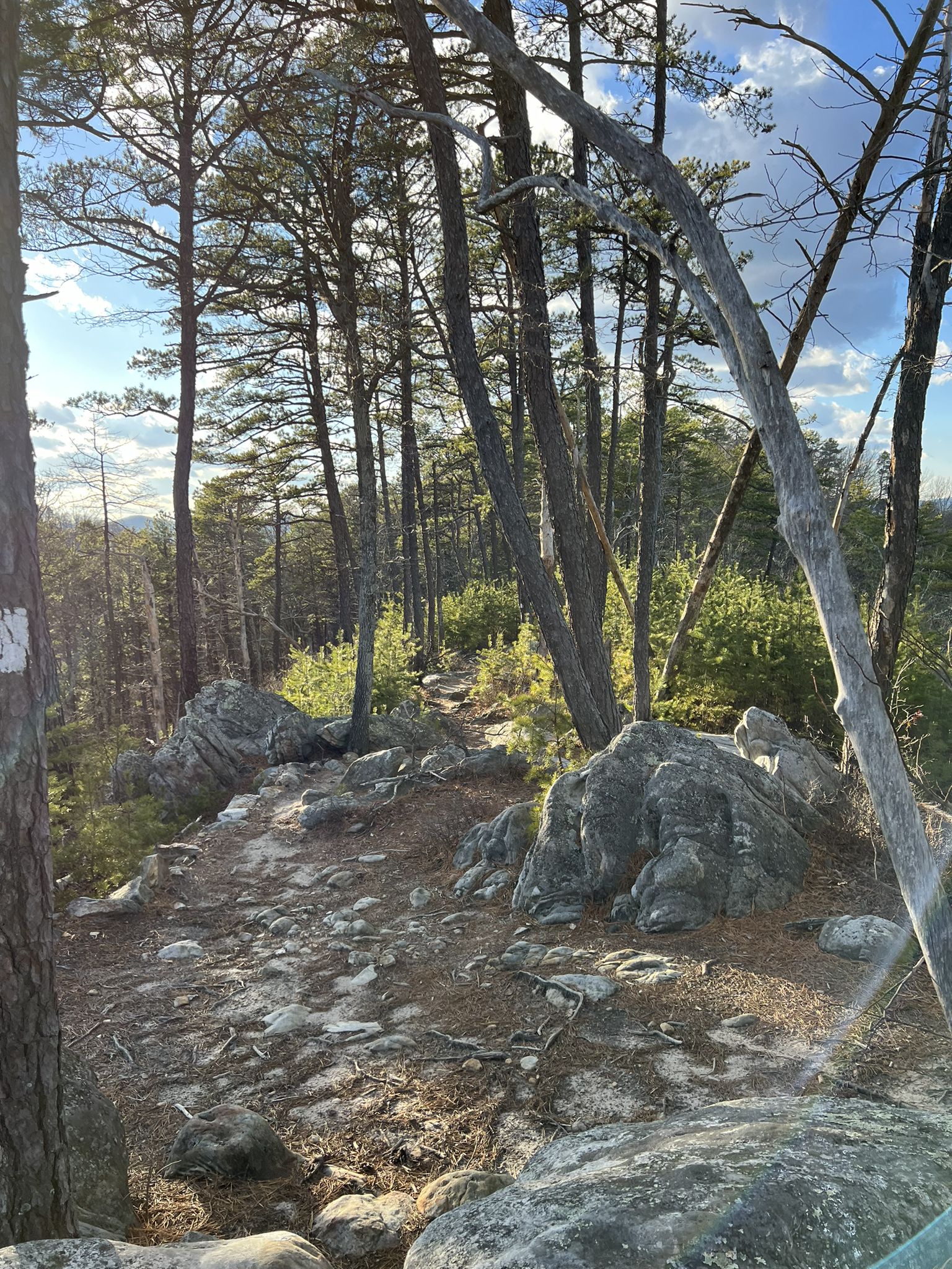 Rocky trail winds through a sunlit pine forest with distant hills. - Carvin's Cove Hay Rock via Appalachian Trail