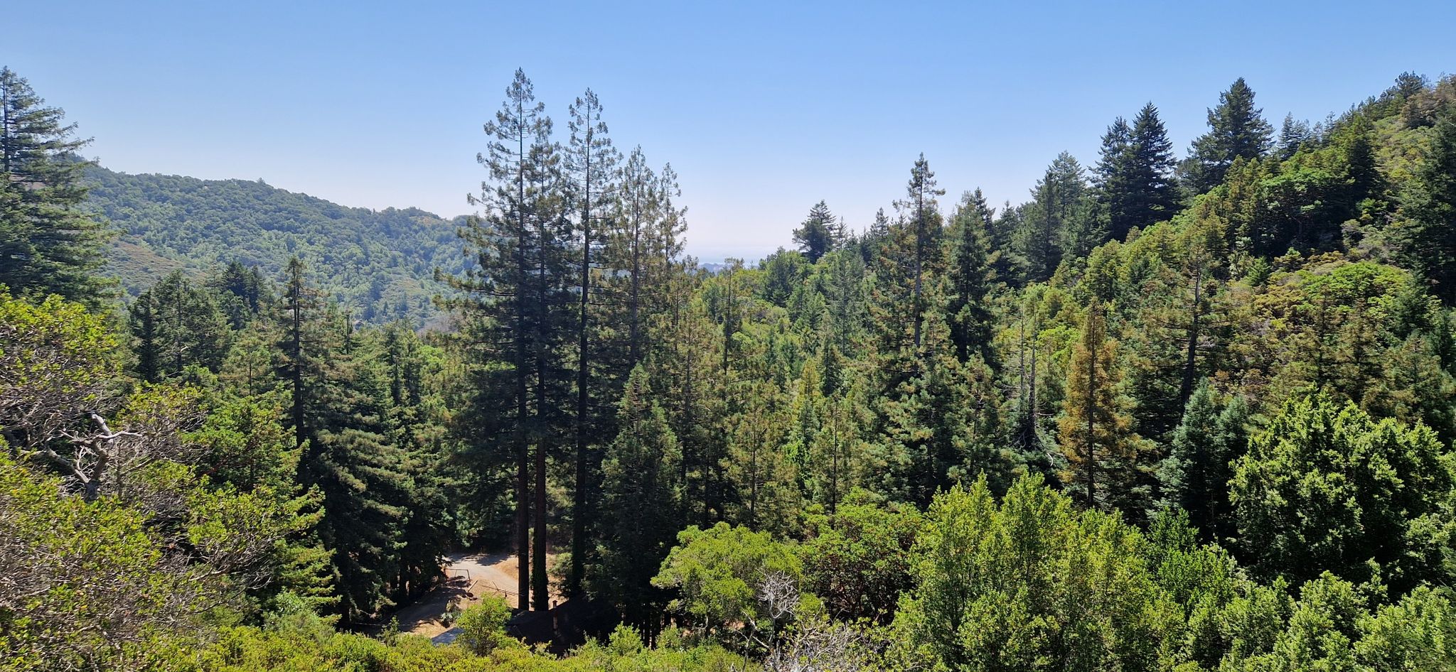 A dense forest of tall evergreen trees covers sunny rolling hills. - Old Railroad Grade Fire Road