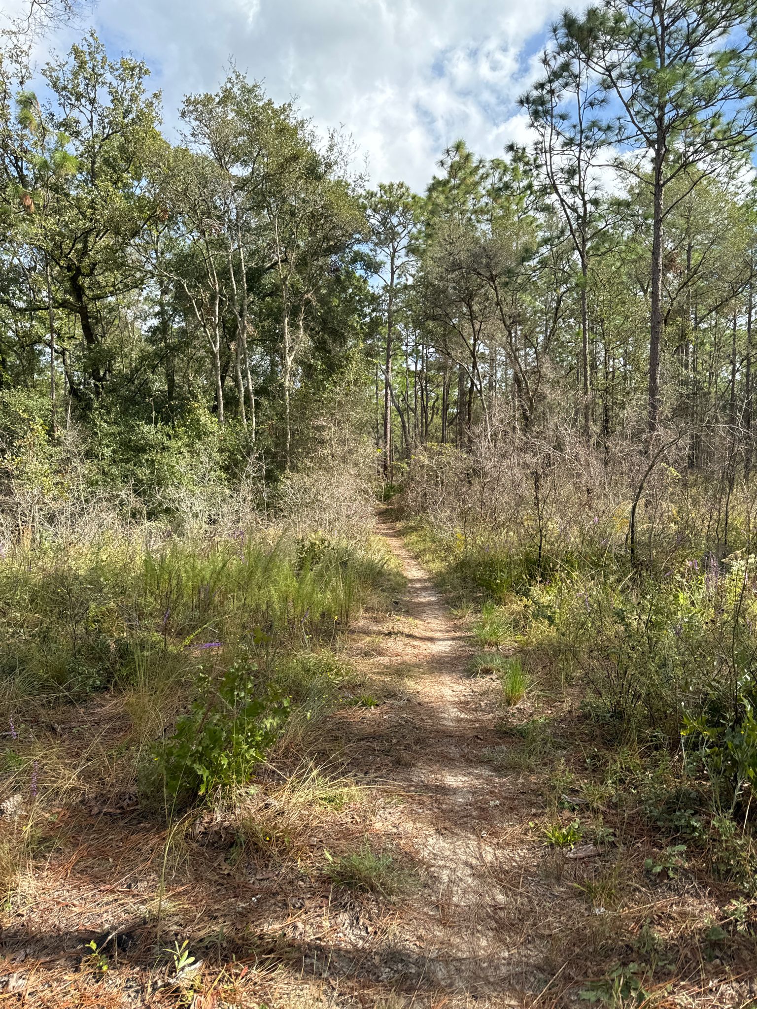 A narrow dirt trail winds through tall grass and scattered trees. - Tucker Hill Day Use Area – Sugar Mountain Loop loop from Tucker Hill