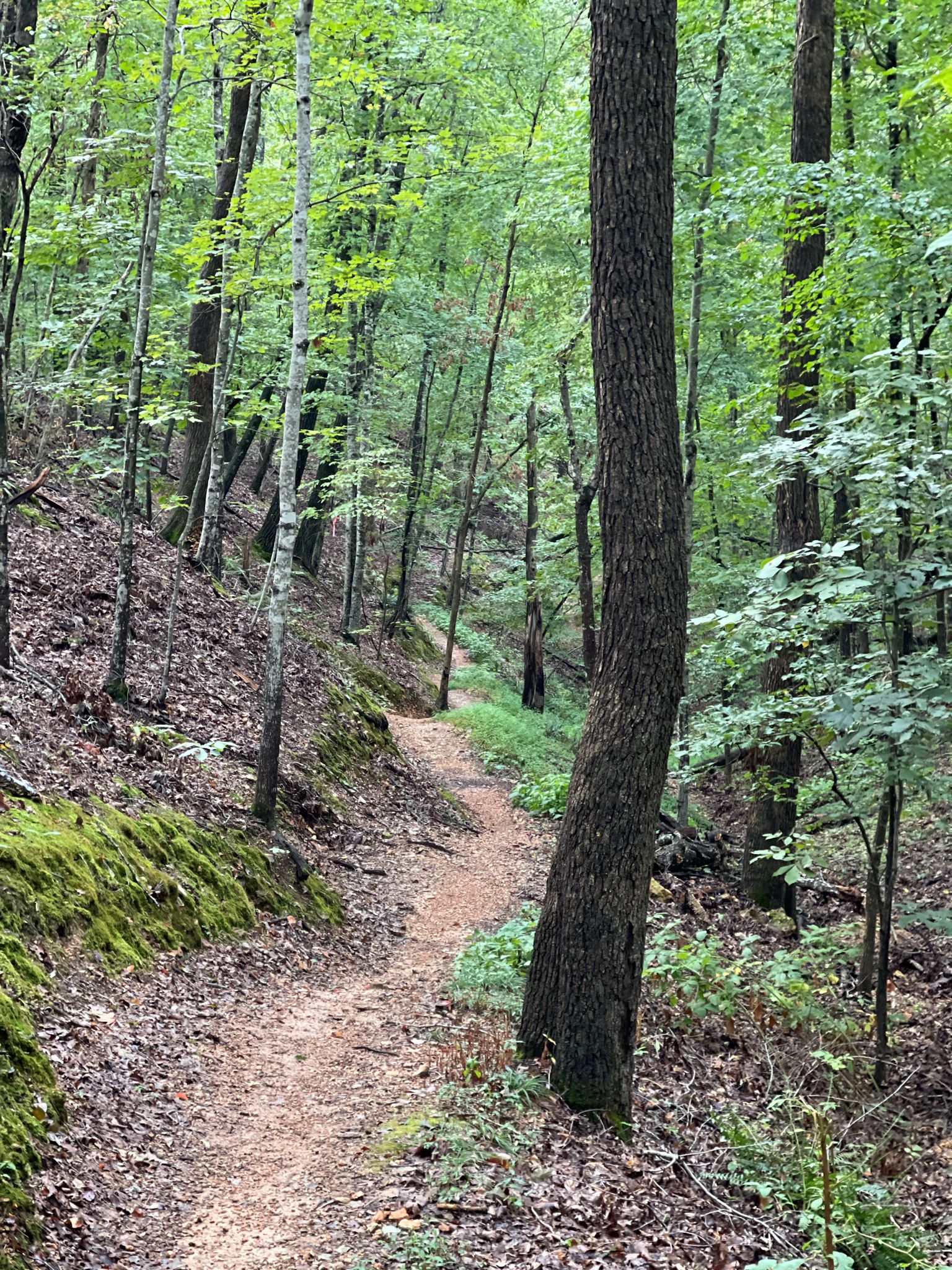 Winding dirt path through a vibrant green, sunlit forest. - Back 40 Loop