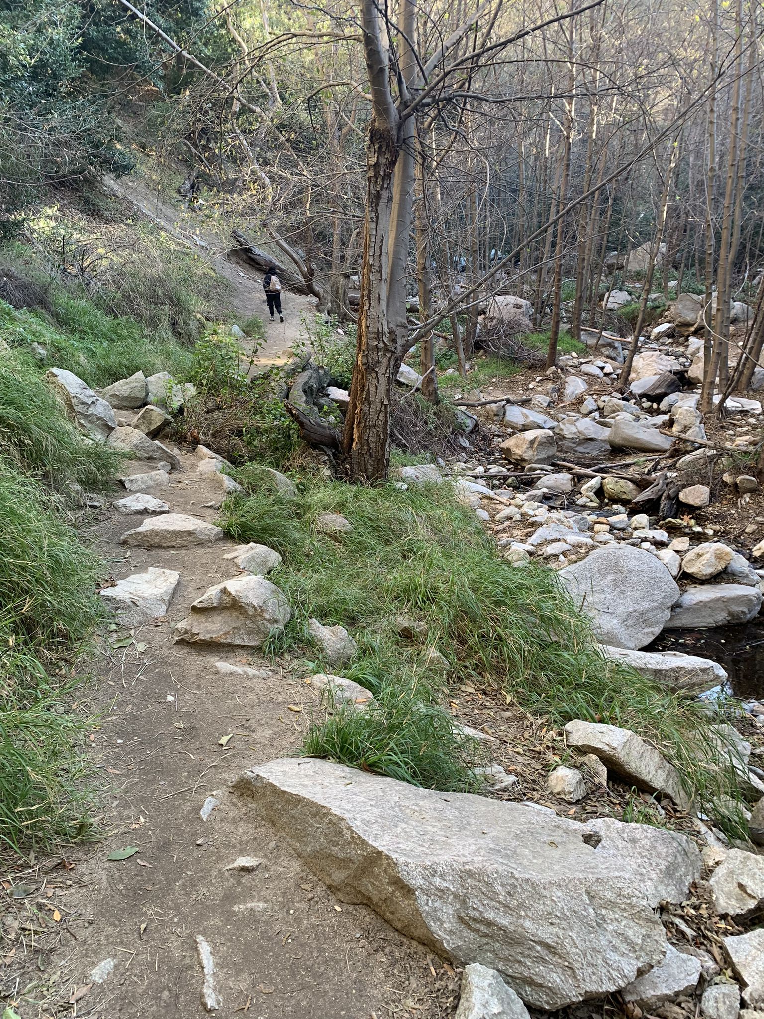 Dirt trail with rocks and grass, a person walks through a wooded riverbed. - Mount Lowe Canyon Loop Trail
