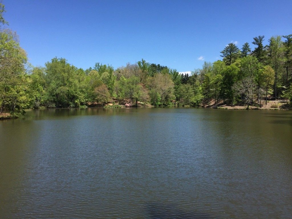 Serene lake surrounded by lush green trees under a clear blue sky. - Biltmore Estate Path loop