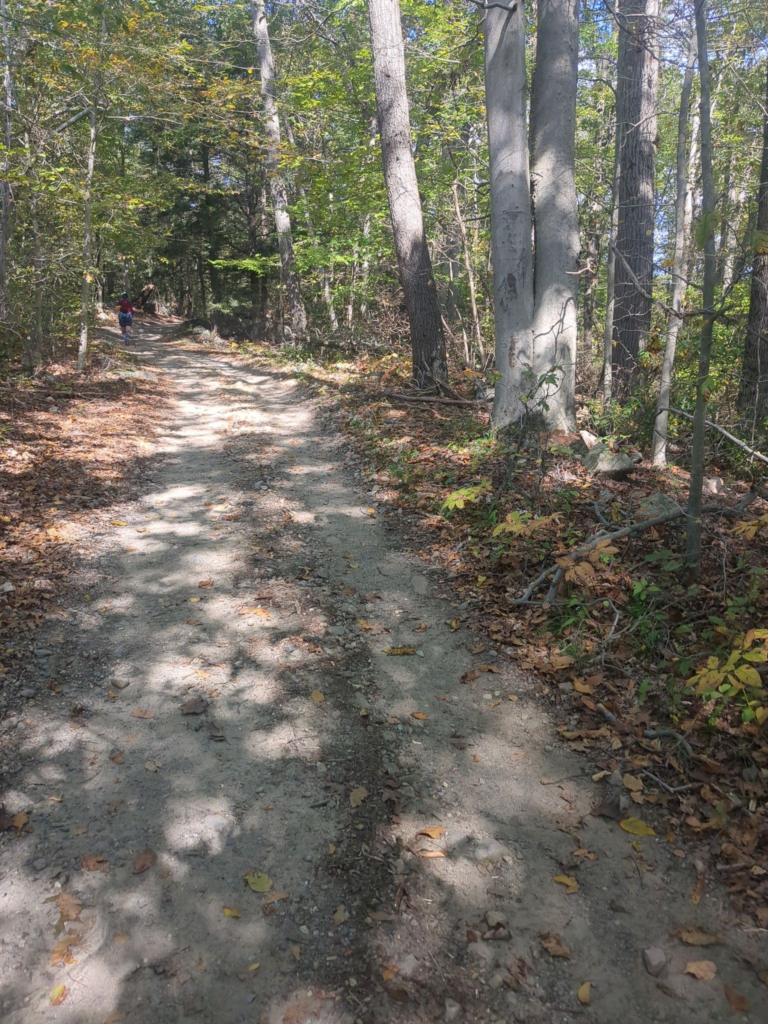 A sun-dappled dirt path winds through a dense, leafy forest. - Wawayanda Jungle Trail
