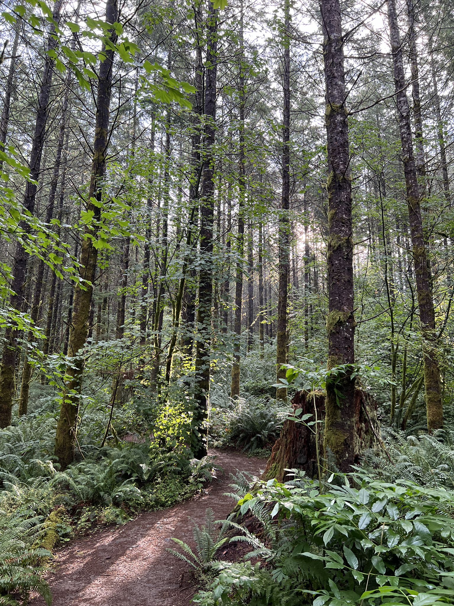 Sunlight filters through tall trees onto a winding forest path with ferns. - Mount Teneriffe Trail loop from Riverpoint